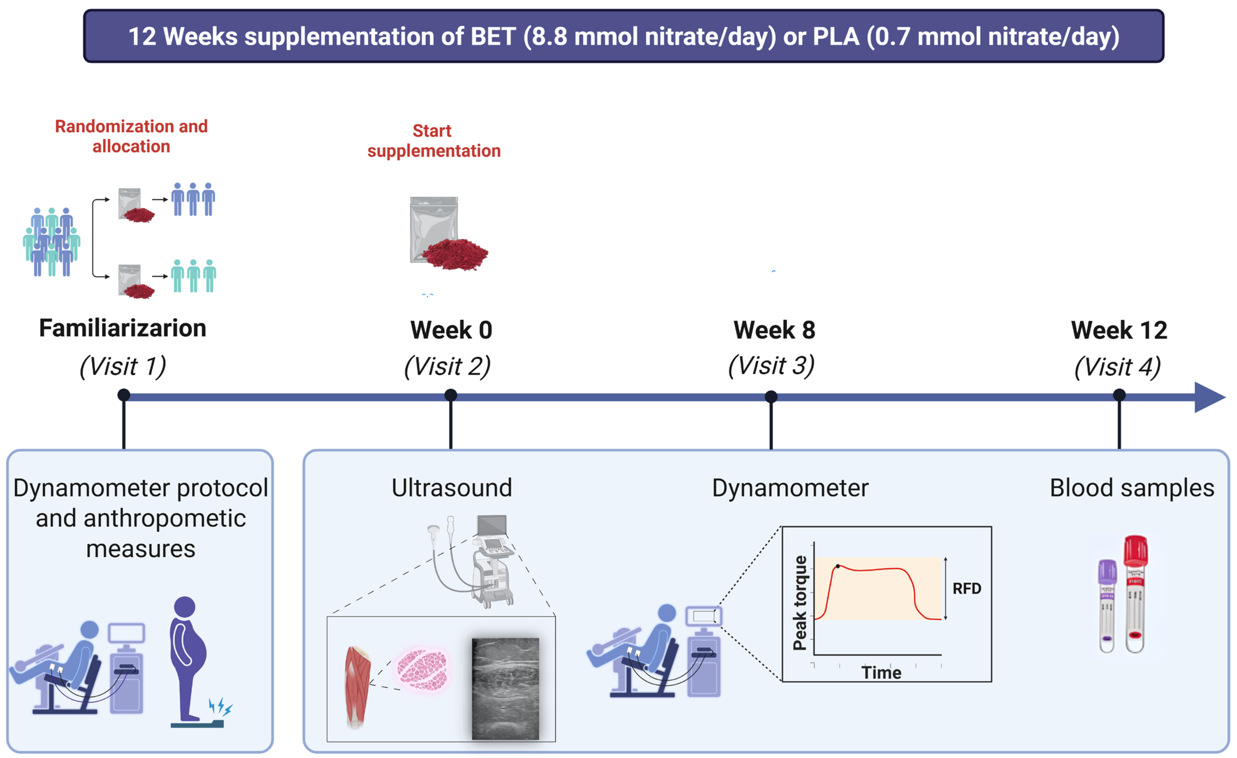 Beetroot Muscle Long-Term Beetroot Extract Supplementation Improves Morphological ...