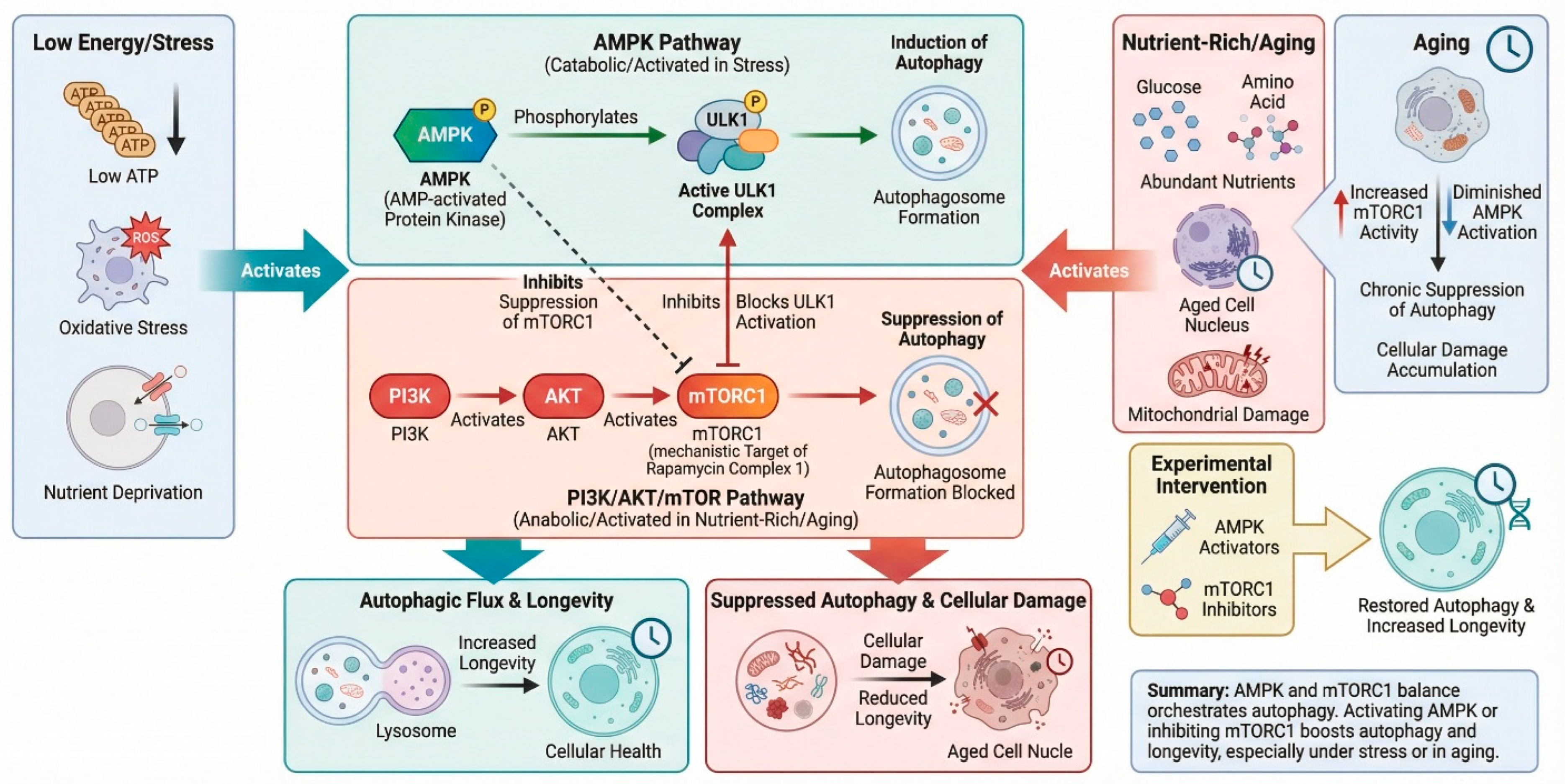 Mechanistic Modulation of Autophagy by Bioactive Natural Products ...