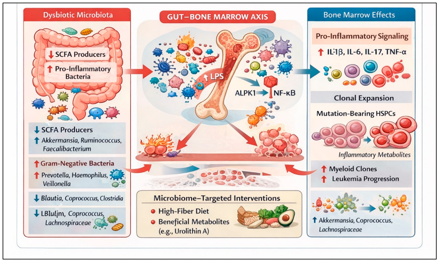 The Gut Microbiota in Hematologic Malignancies: Mechanisms, Clinical ...