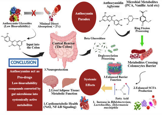 Beyond Antioxidants: The Microbial Metabolic Landscape of Anthocyanins ...