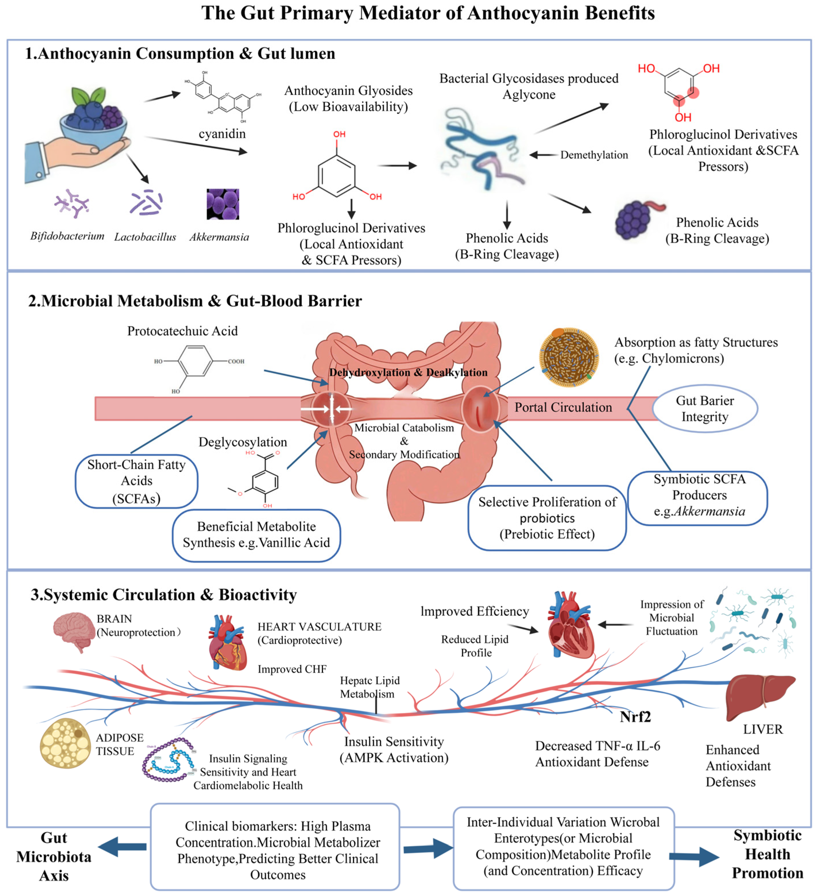 Beyond Antioxidants: The Microbial Metabolic Landscape of Anthocyanins ...