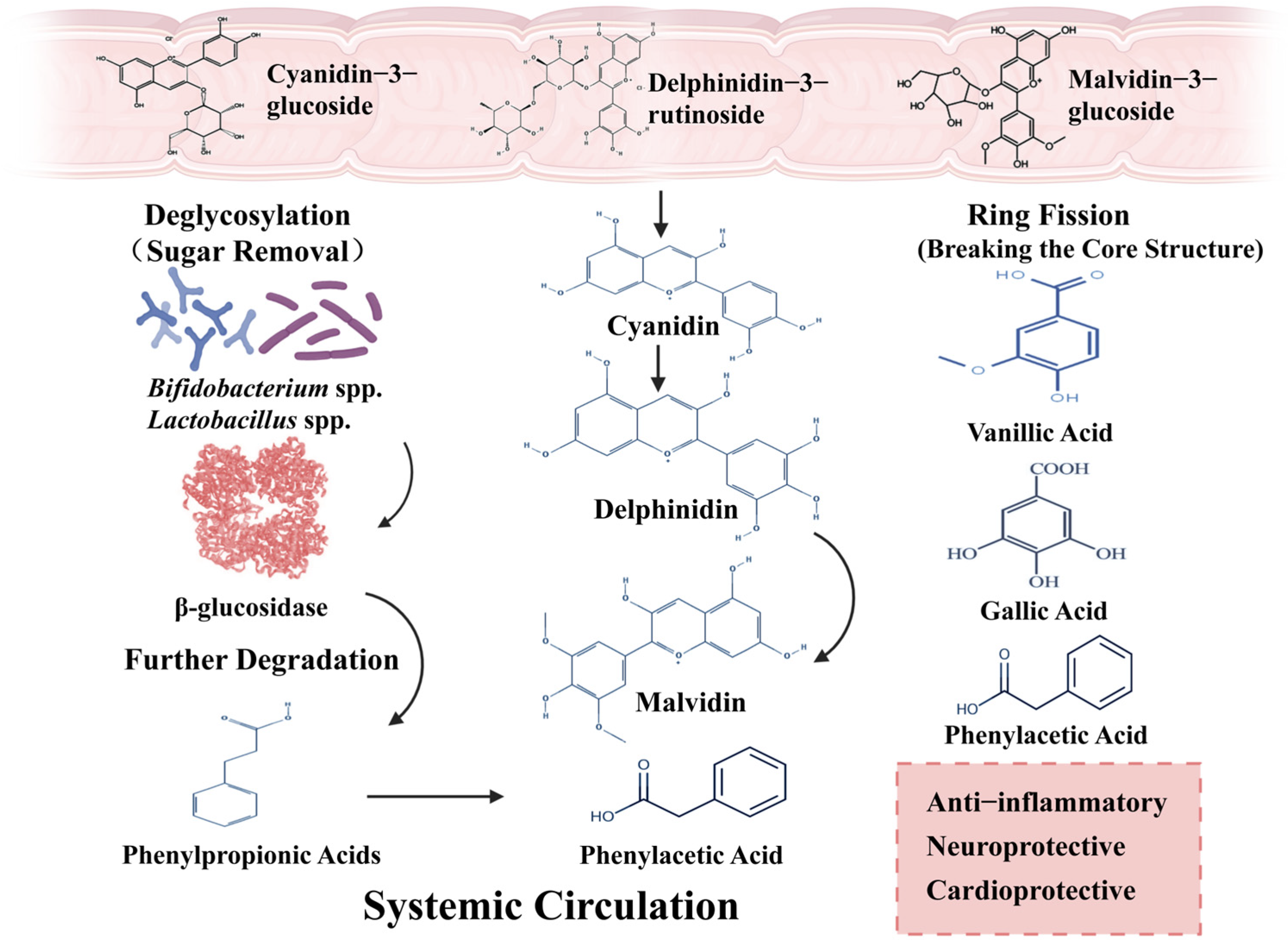 Beyond Antioxidants: The Microbial Metabolic Landscape of Anthocyanins ...