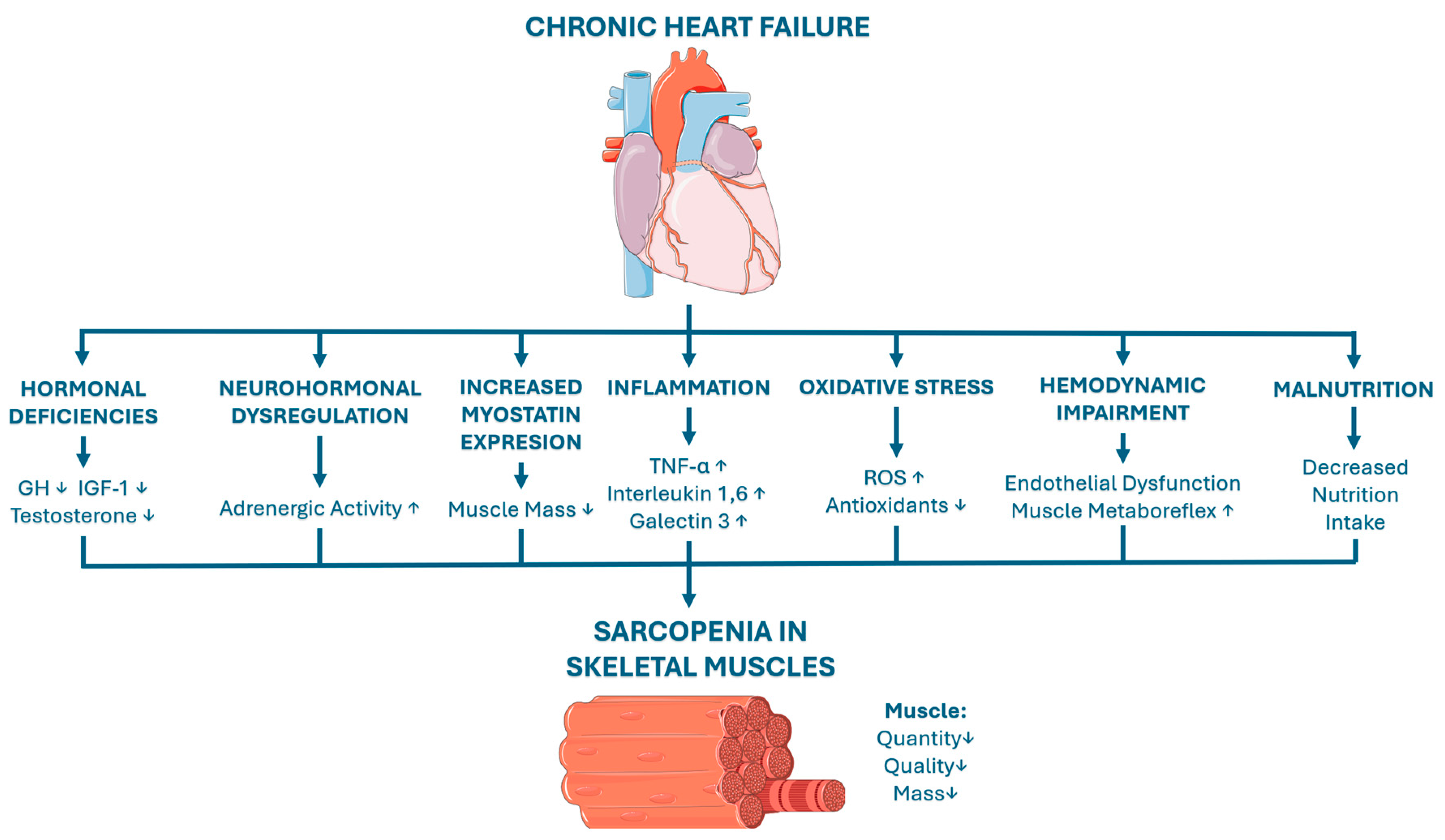 Sarcopenia in Chronic Heart Failure: Pathophysiology, Clinical ...