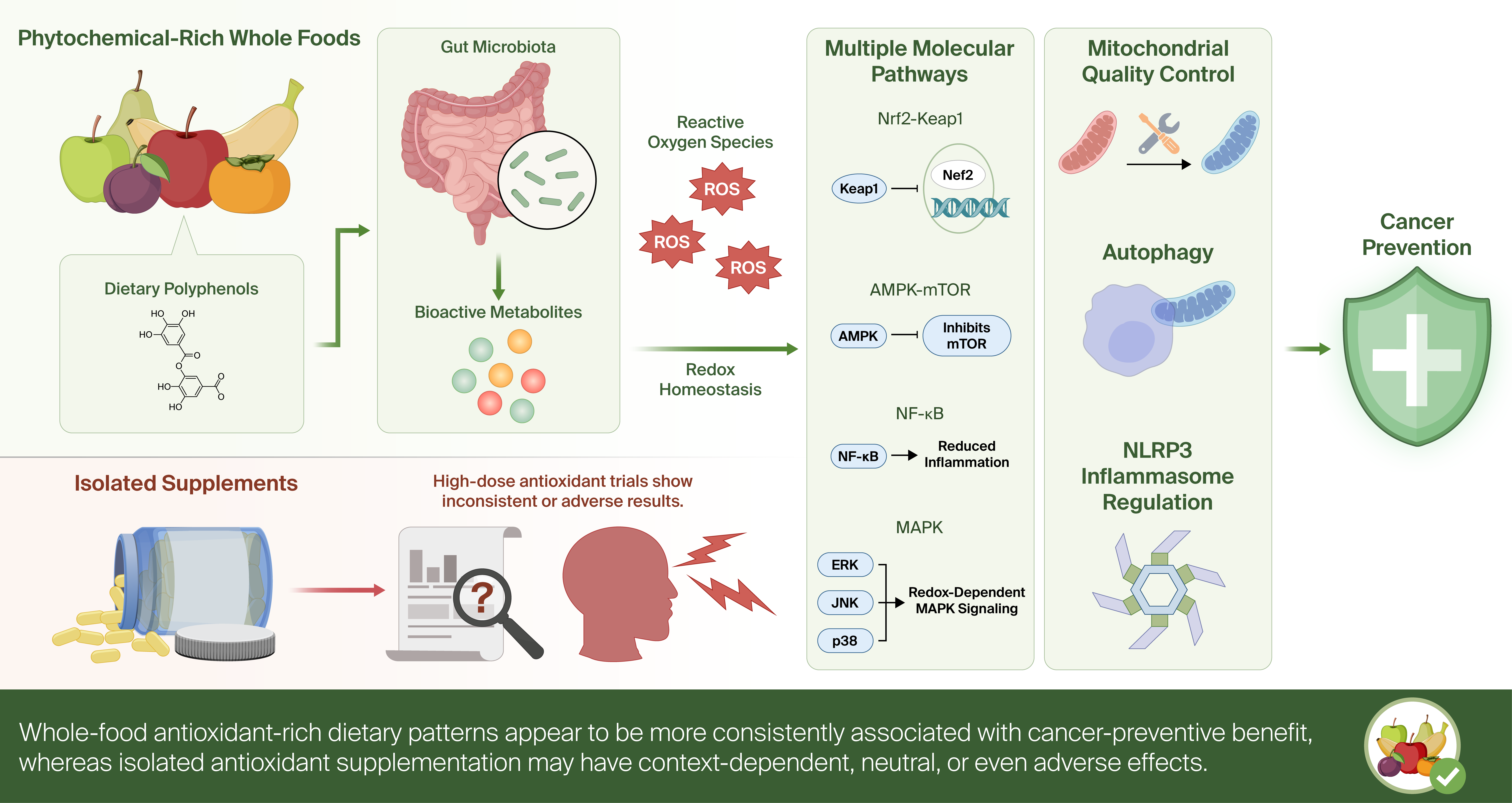 Dietary Antioxidants and Redox Signaling in Cancer Prevention ...