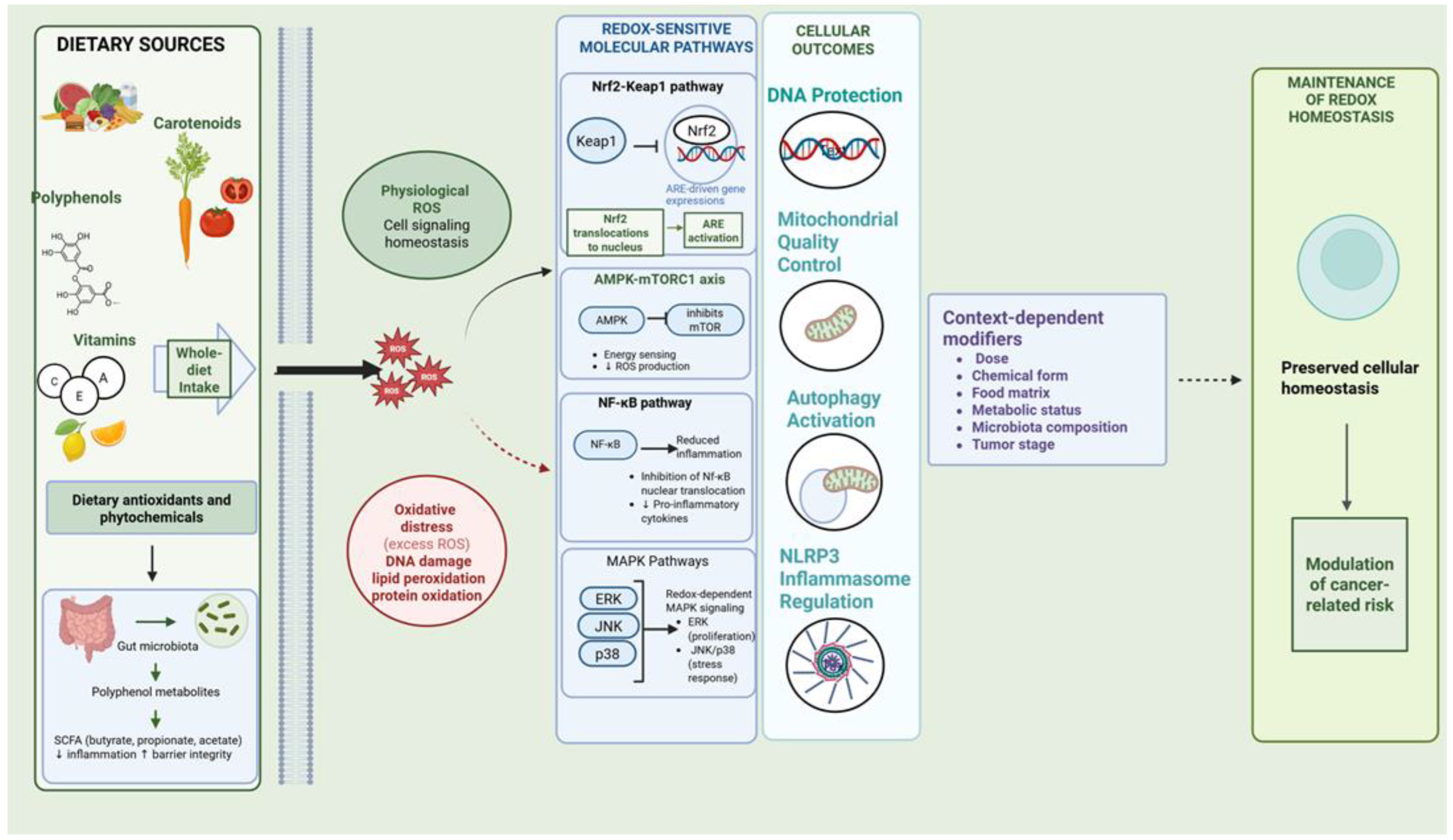 Dietary Antioxidants and Redox Signaling in Cancer Prevention ...