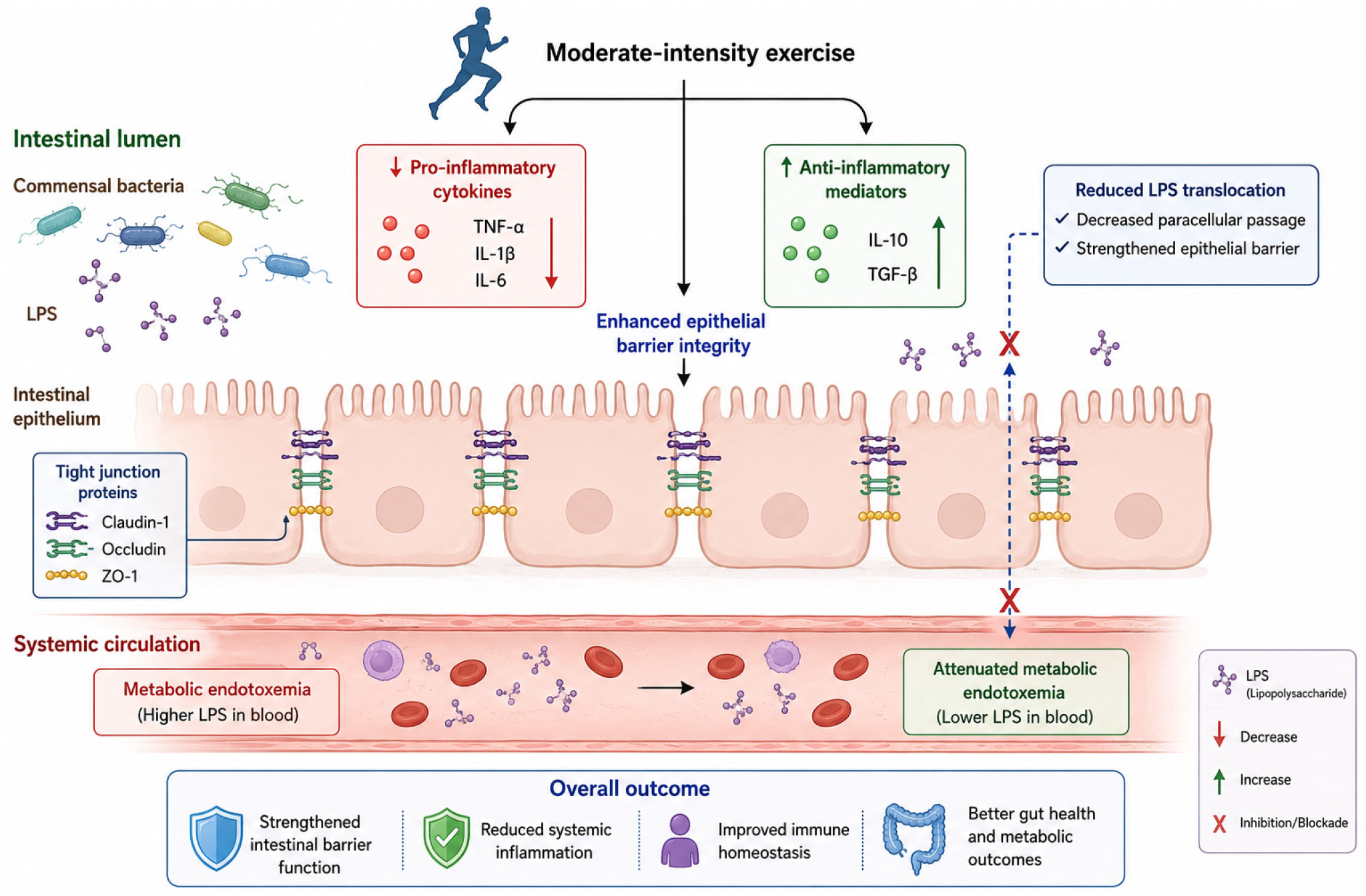 Exercise and the Gut Microbiome: From Mechanisms to Clinical Applications