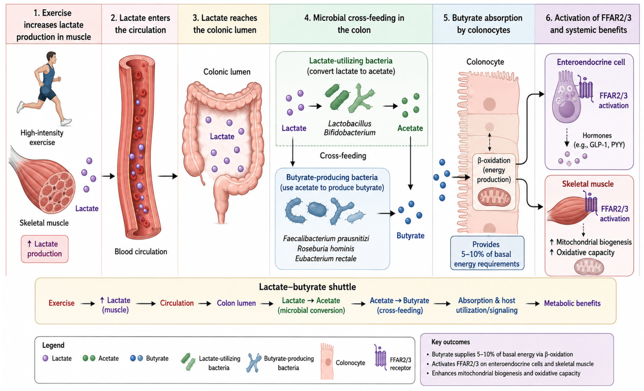 Exercise and the Gut Microbiome: From Mechanisms to Clinical Applications