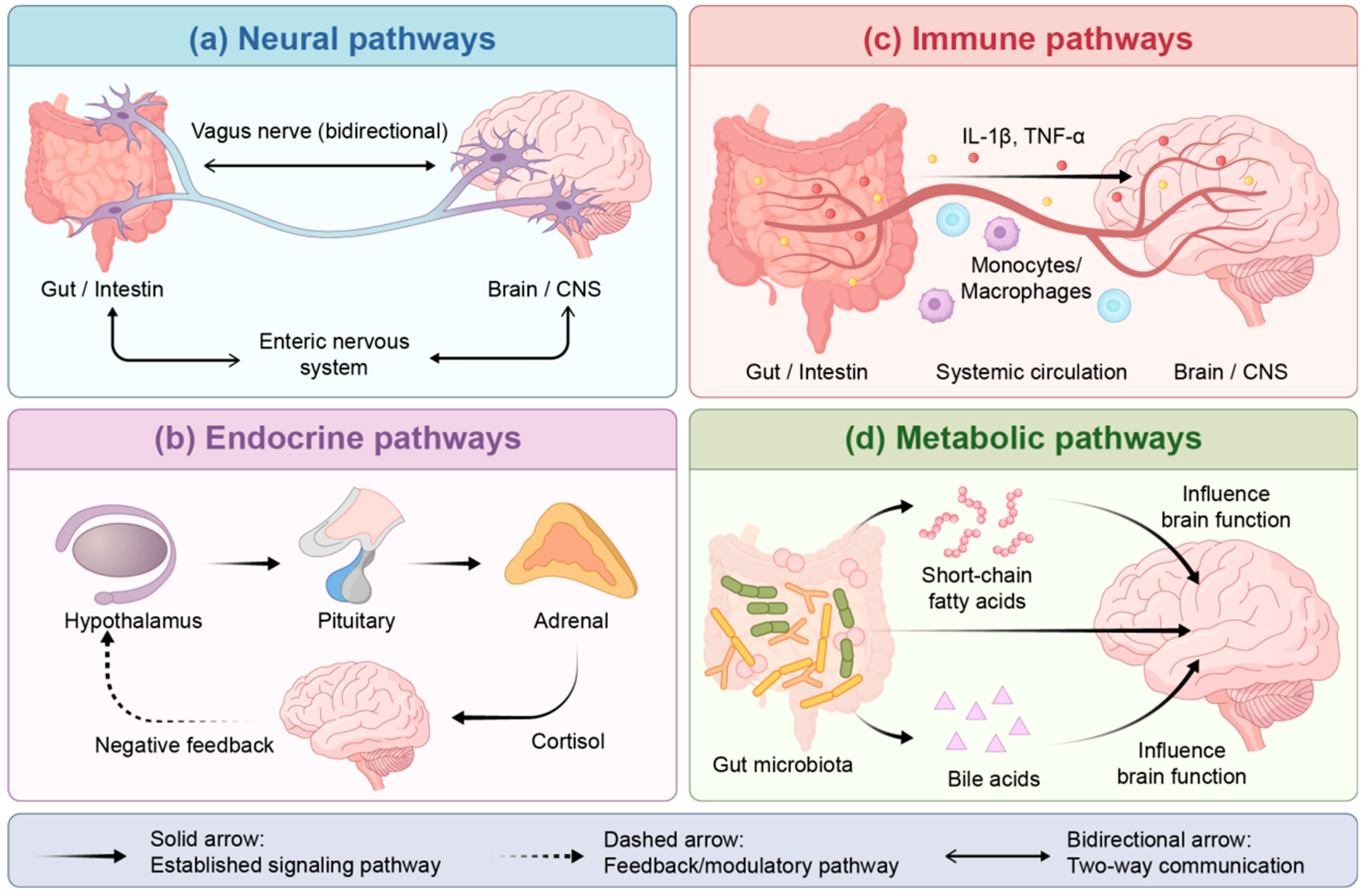 Mechanisms of Exercise-Mediated Regulation of the Gut–Brain Axis in ...