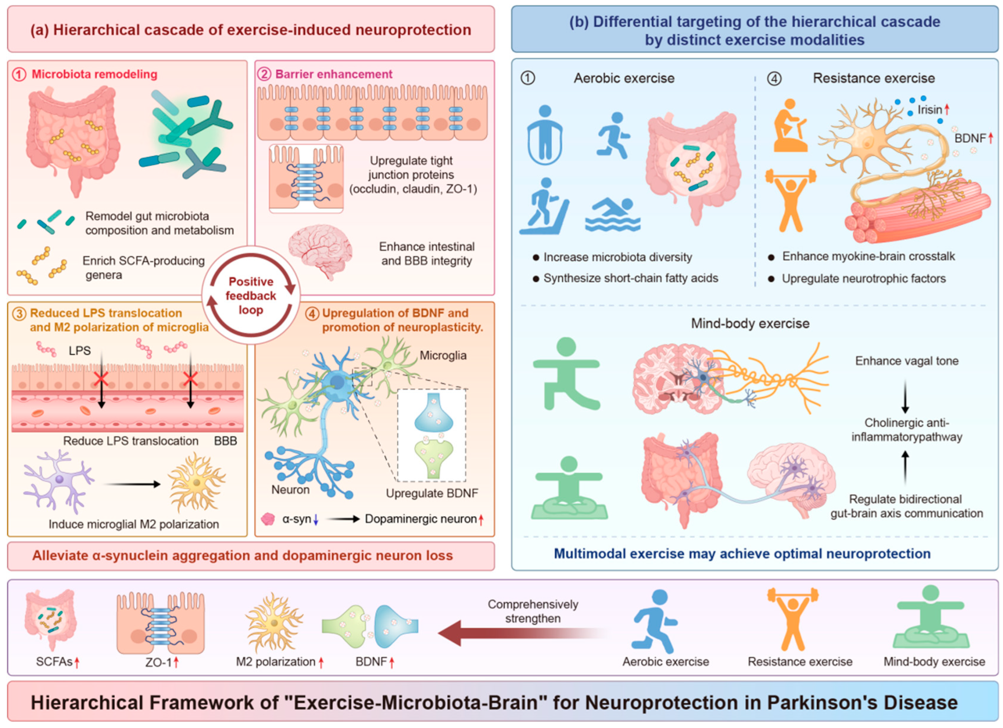 Mechanisms of Exercise-Mediated Regulation of the Gut–Brain Axis in ...