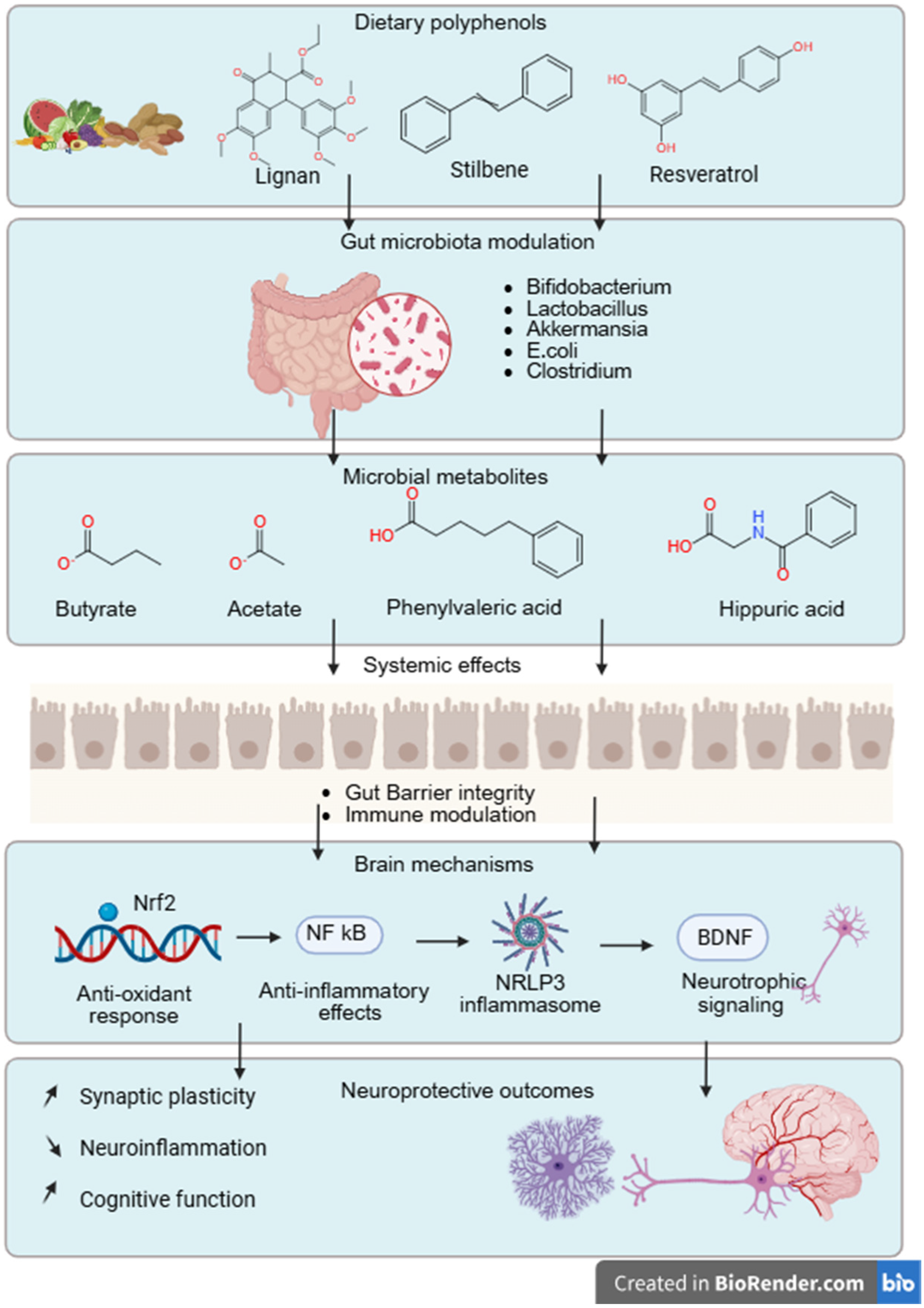 The Role of Polyphenols on Cognitive Function and Dementia Through Gut ...