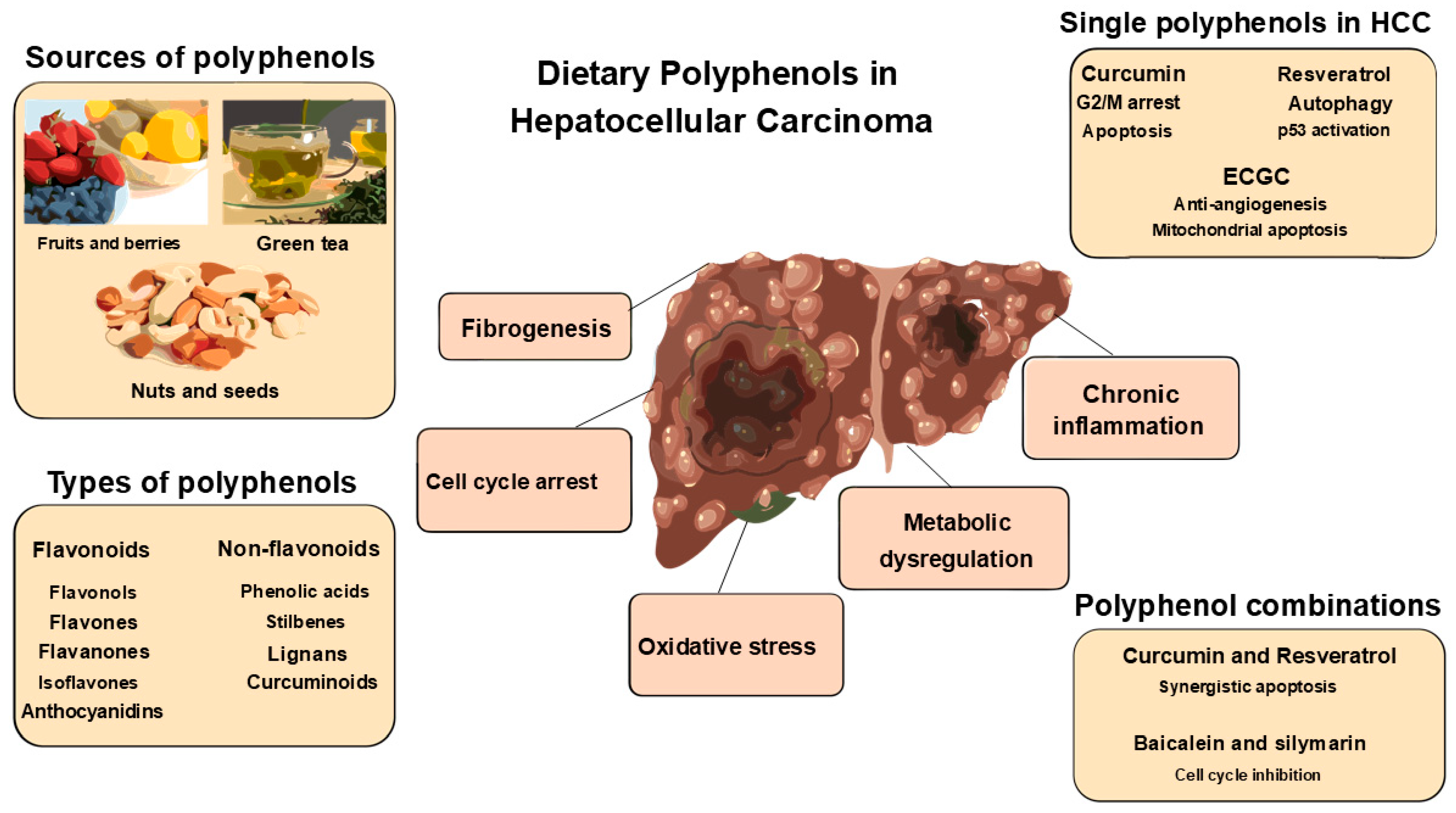 Dietary Polyphenols and Selected Nutraceuticals in Hepatocellular ...
