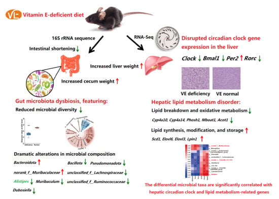 Dietary α-Tocopherol Deficiency Disrupts Hepatic Circadian Clock and Lipid Metabolism in Association with Gut Microbiota Dysbiosis