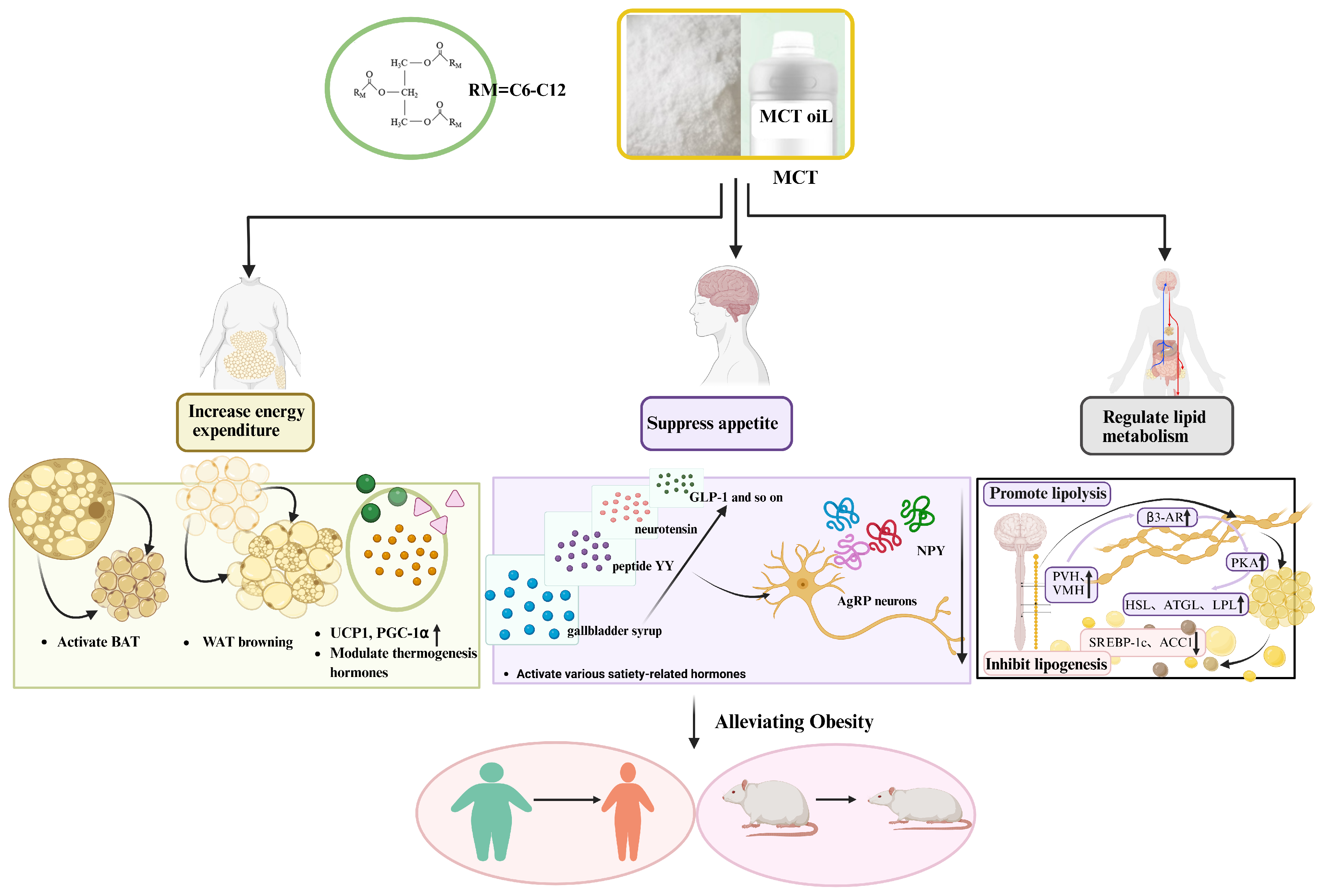 Recent Advances in Medium-Chain Triglycerides in Chronic Disease Prevention