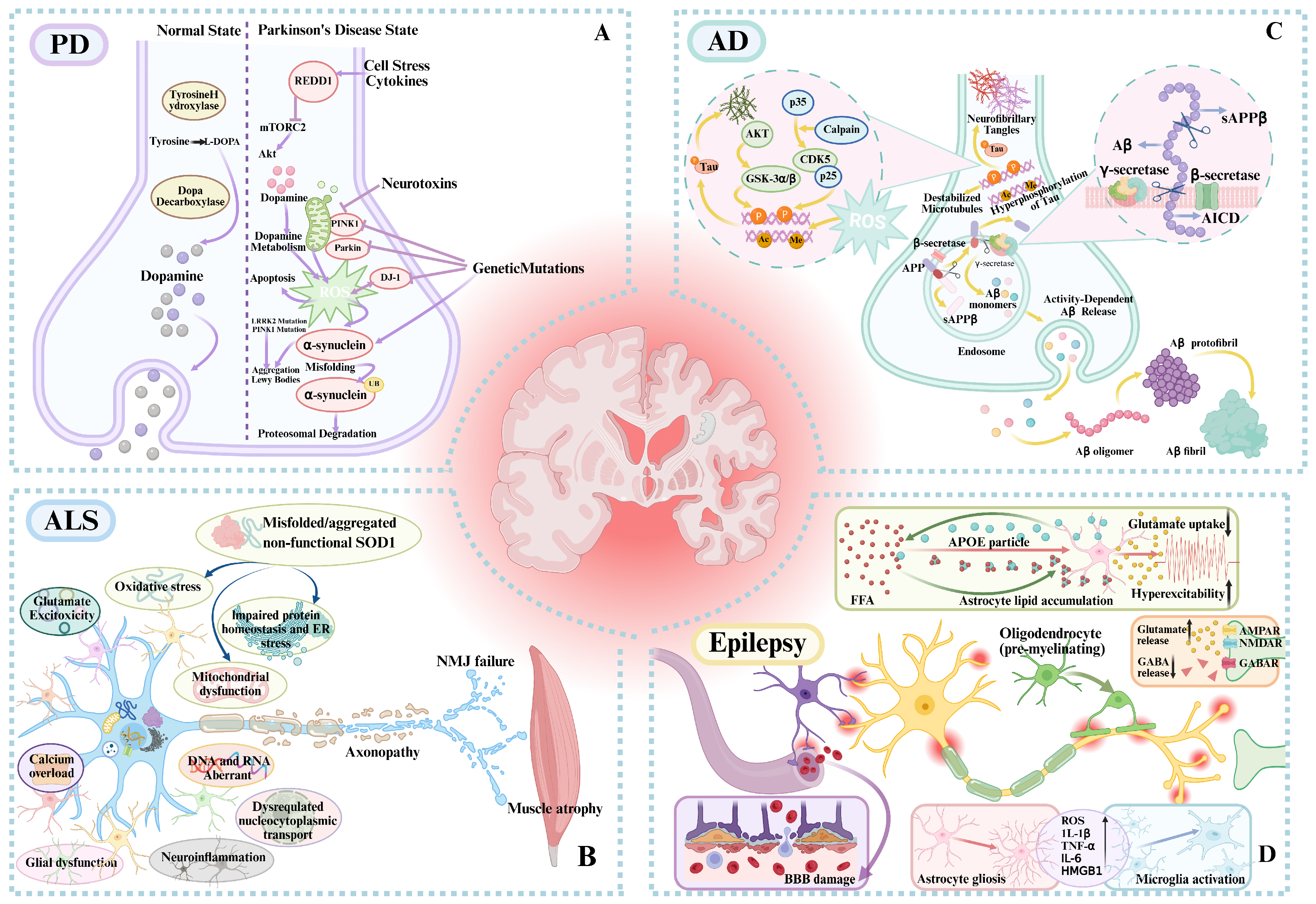 Recent Advances in Medium-Chain Triglycerides in Chronic Disease Prevention