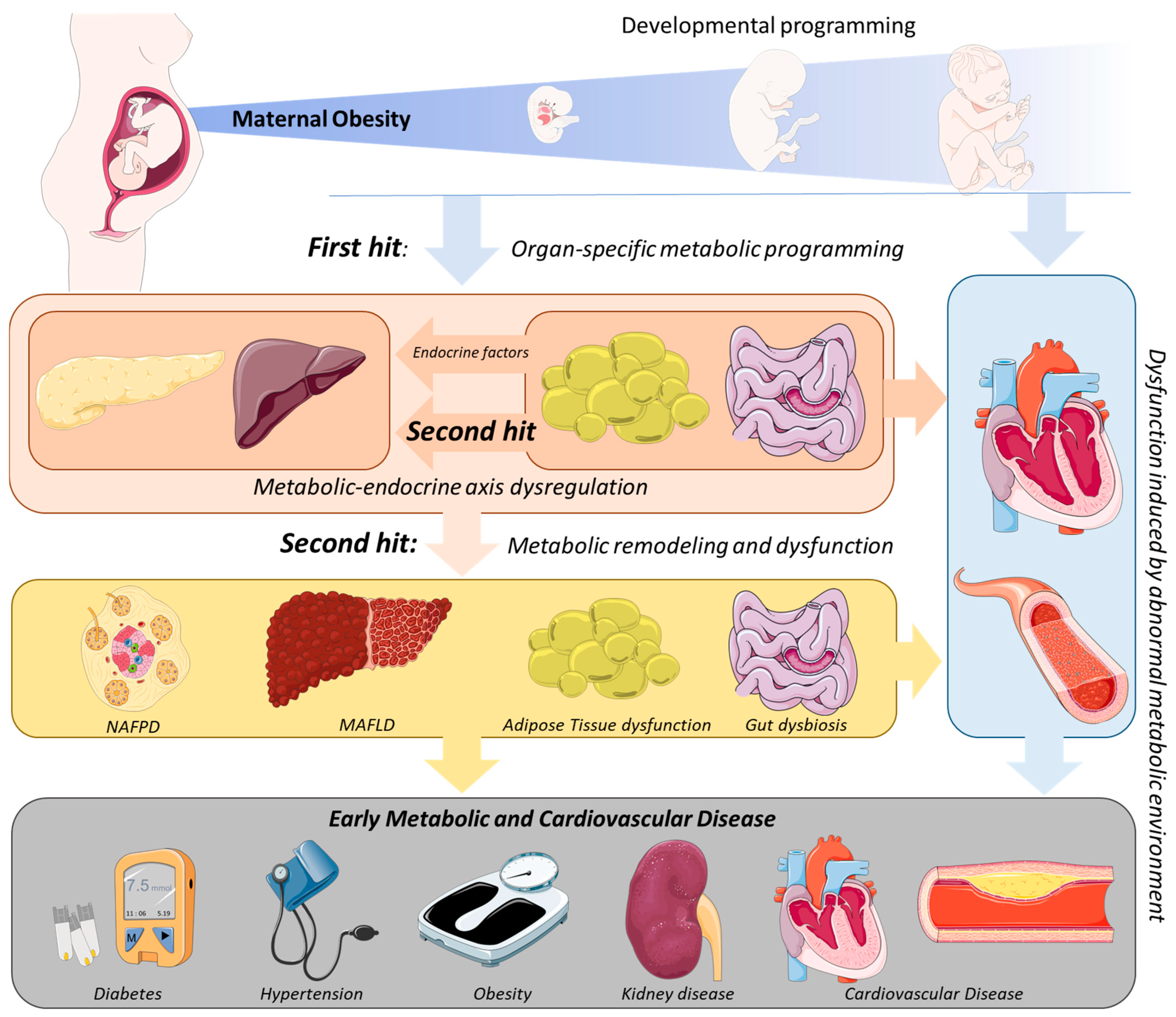 Obesities Free Full-Text The Endocrineandndash;Metabolic Axis Regulation in Offspring Exposed to Maternal Obesityandmdash;Cause or Consequence in Metabolic Disease Programming?