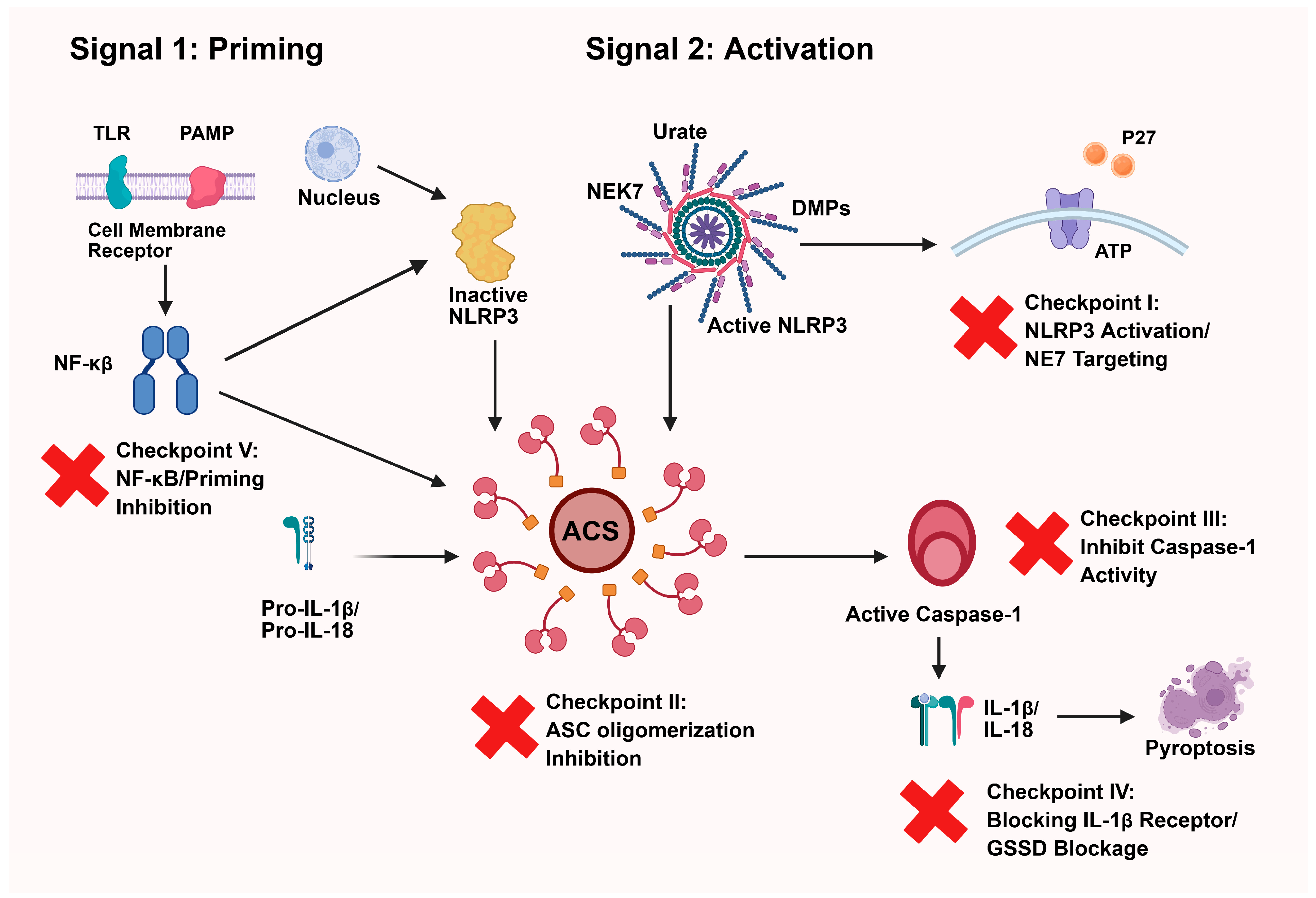 Role of NLRP3 Inflammasome in Neurodegeneration and Cancer: A Double ...
