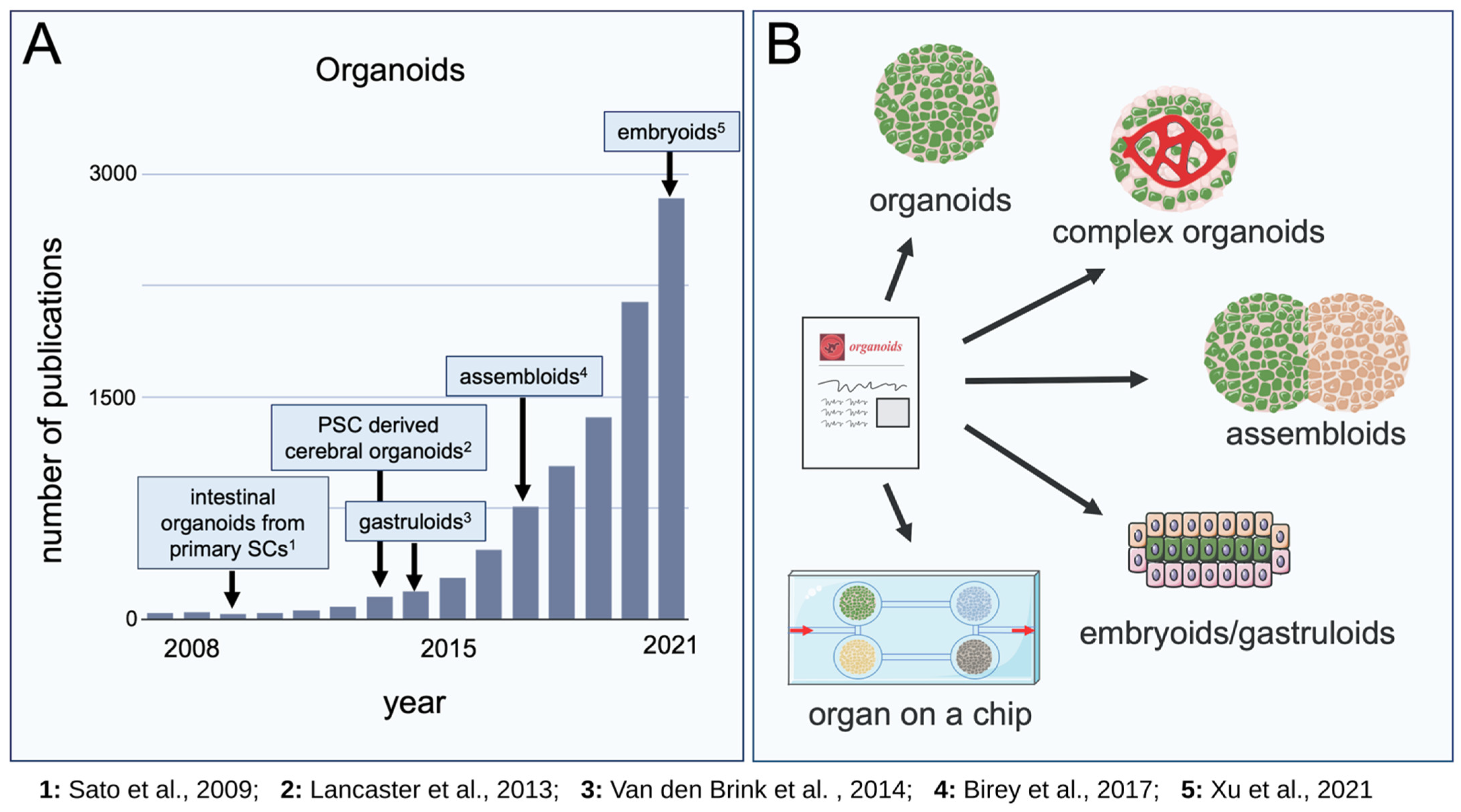 Organoids | Free Full-Text | Organoids, Assembloids and Embryoids: New  Avenues for Developmental Biology, Disease Modeling, Drug Testing and  Toxicity Assessment without Animal Experimentation