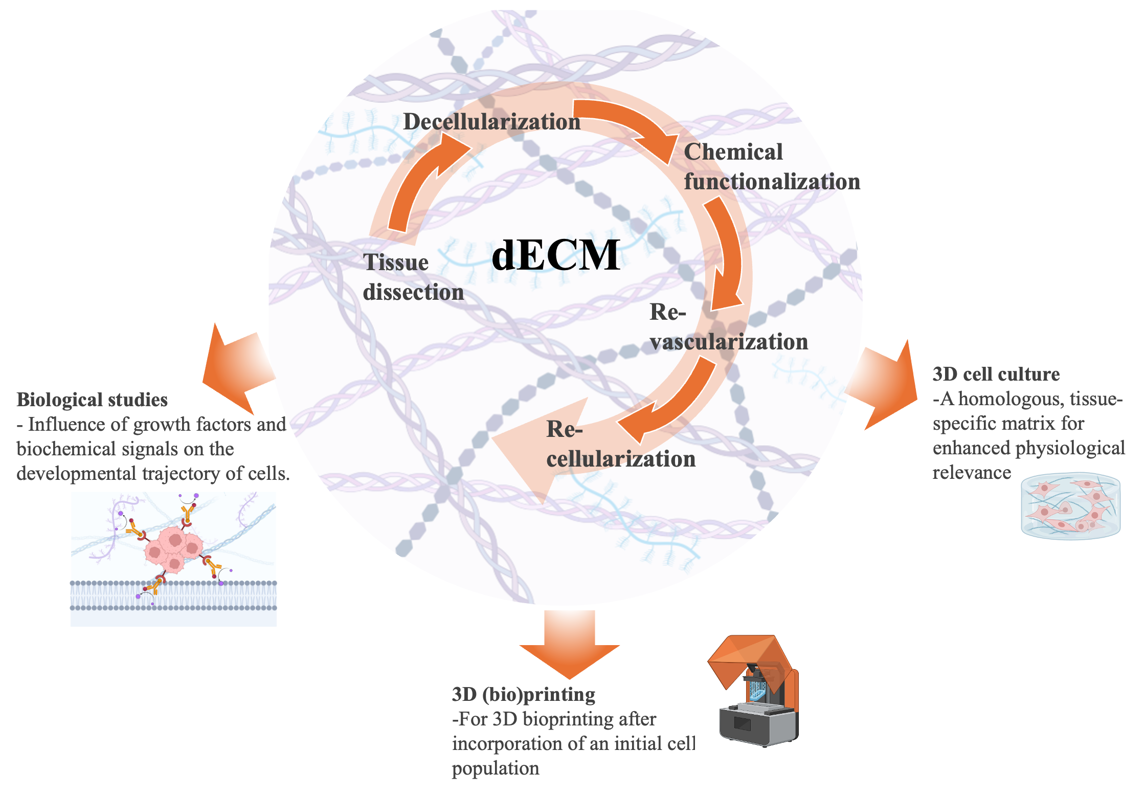 Decellularized Extracellular Matrix for Organoids Development and 3D ...