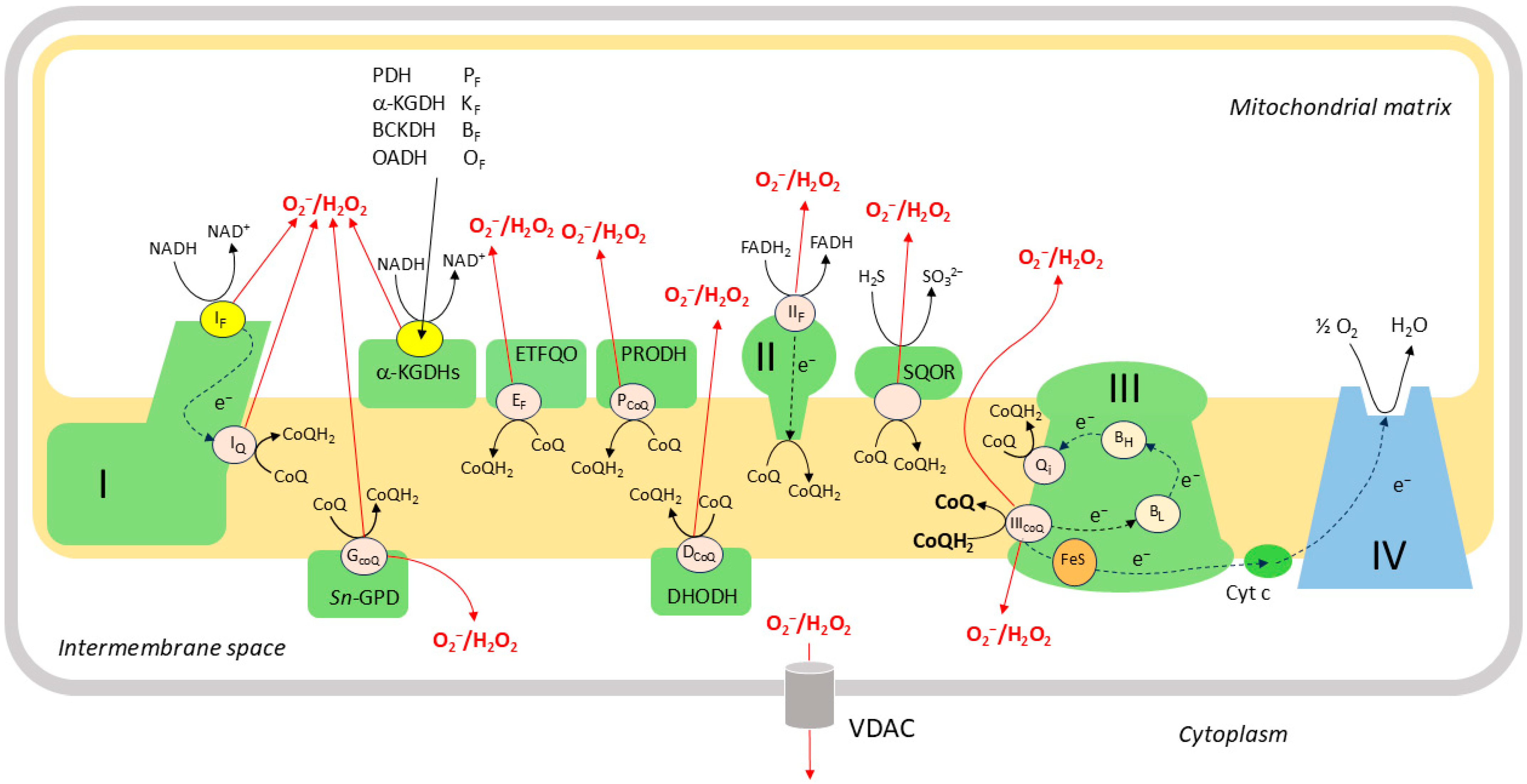 Redox-Based Mechanisms of O2 Sensing in Hypoxic Pulmonary ...