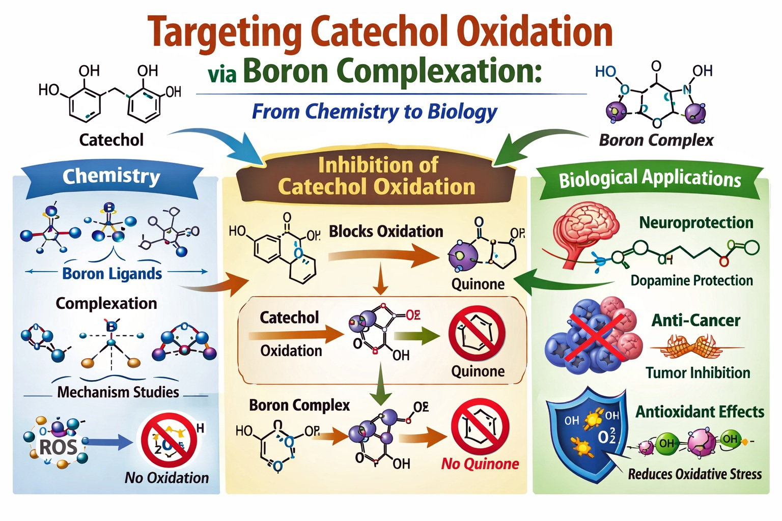Targeting Catechol Oxidation via Boron Complexation: From Chemistry to ...