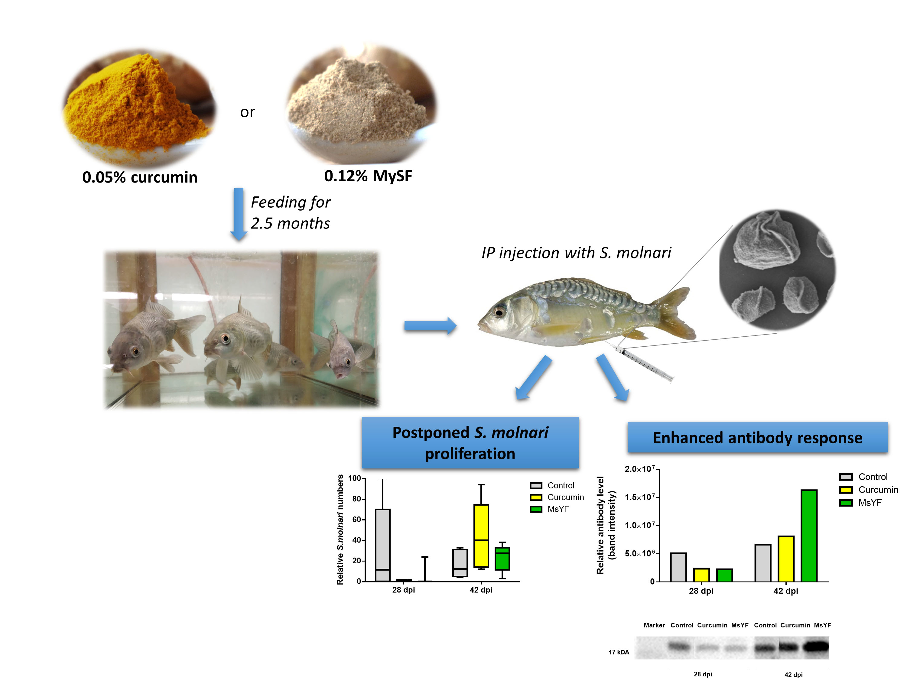 Pathogens | Free Full-Text | Natural Feed Additives Modulate Immunity and  Mitigate Infection with Sphaerospora molnari (Myxozoa: Cnidaria) in Common  Carp: A Pilot Study