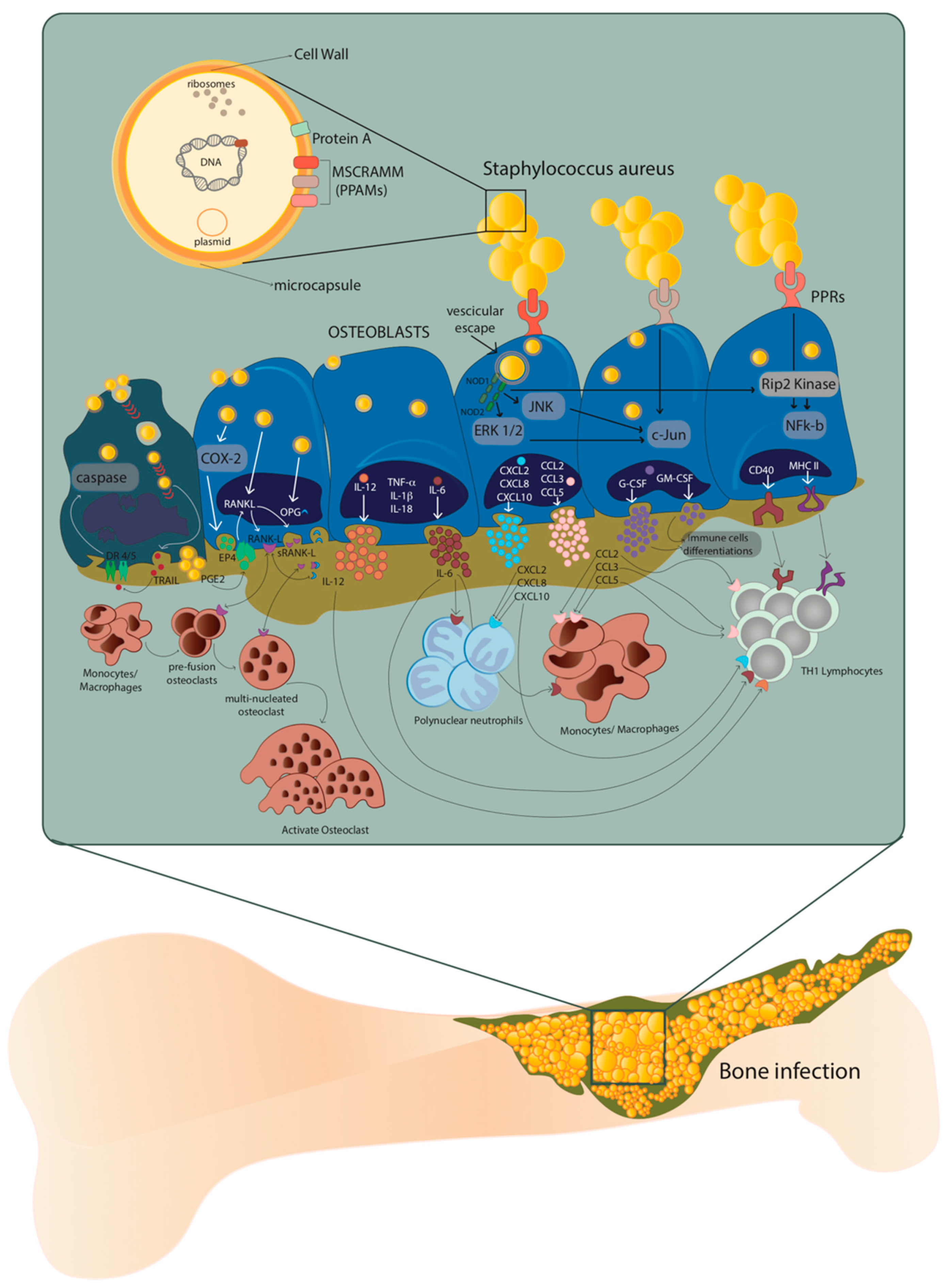 Staphylococcus aureus host interactions and adaptation