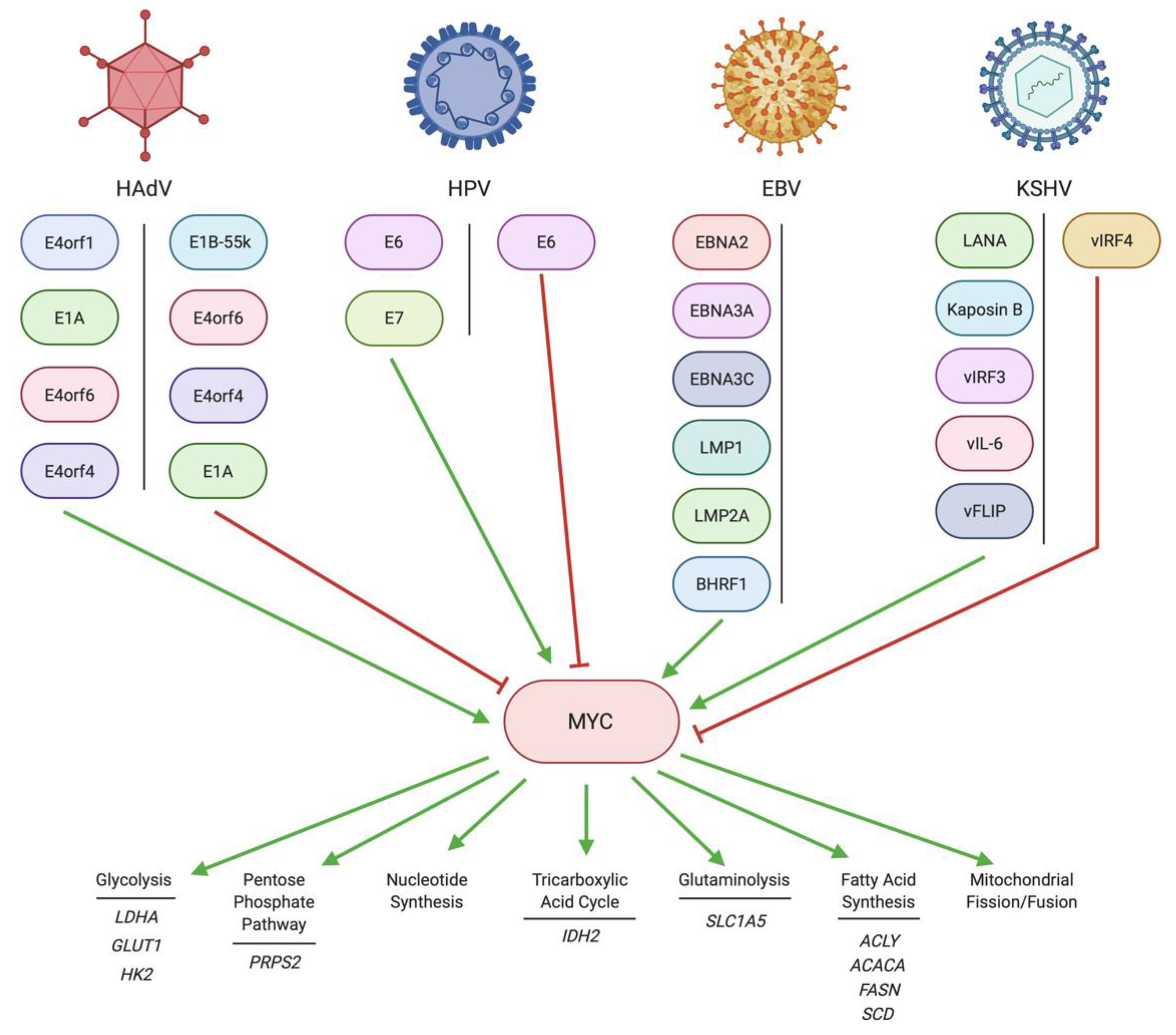 Pathogens | Free Full-Text | Metabolic Control by DNA Tumor Virus 