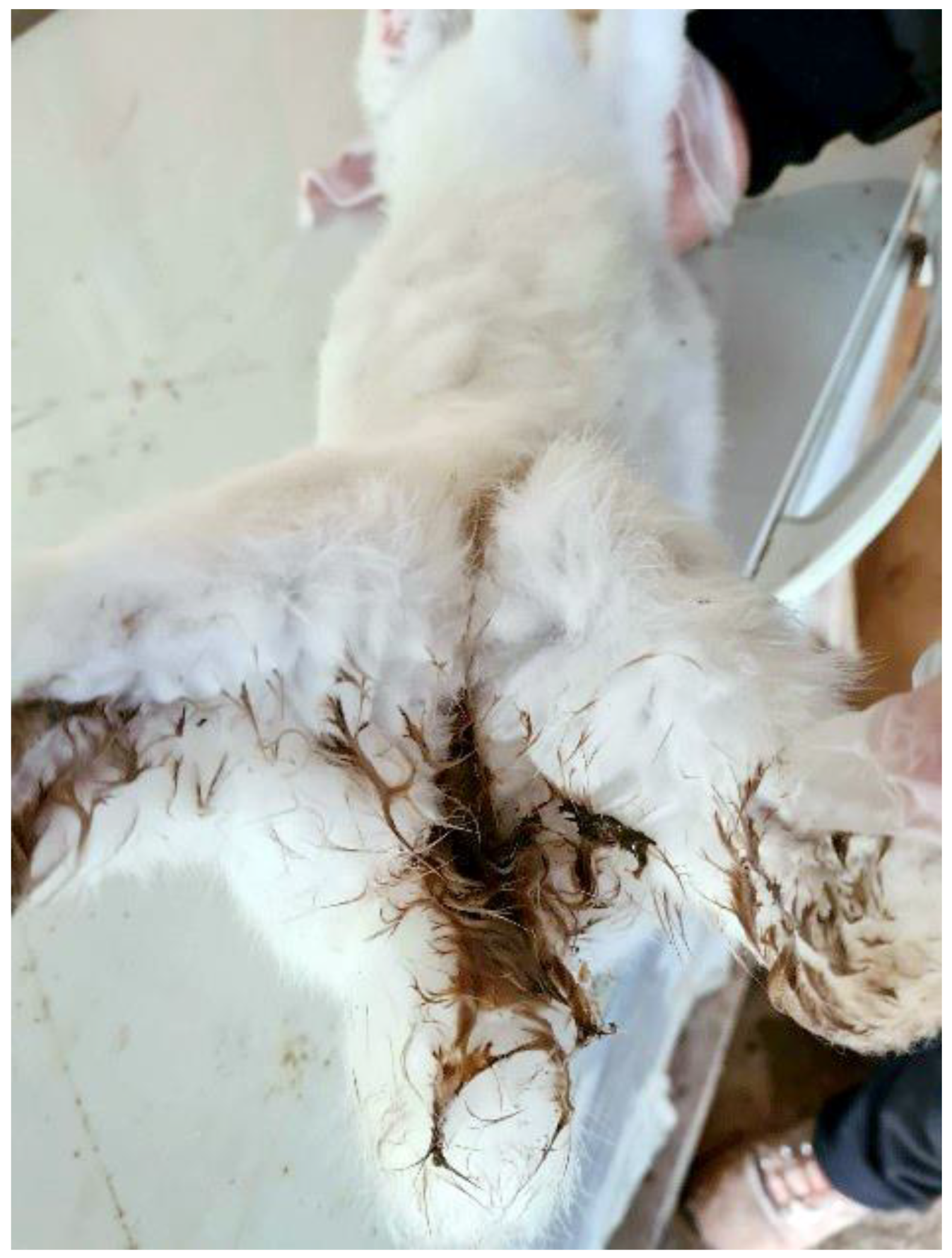 Pathogens | Free Full-Text | Deaths Due to Mixed Infections with Passalurus  ambiguus, Eimeria spp. and Cyniclomyces guttulatus in an Industrial Rabbit  Farm in Greece