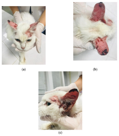 Demodicosis in the hamster - Veterinary Practice