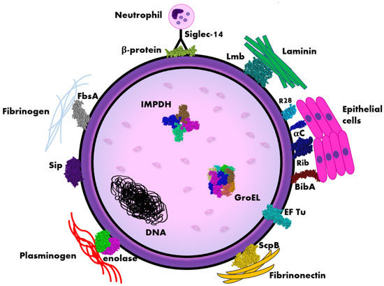 Pathogens | Free Full-Text | Immunogenic Proteins of Group B ...