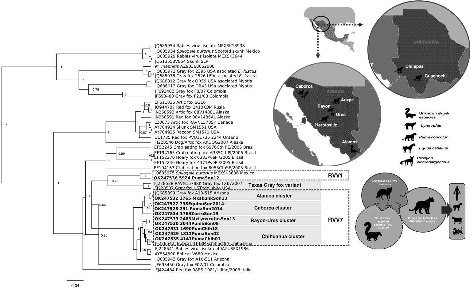 Pathogens Free Full-Text Rabies Virus Variants Detected from Cougar (Puma concolor) in Mexico 2000andndash;2021