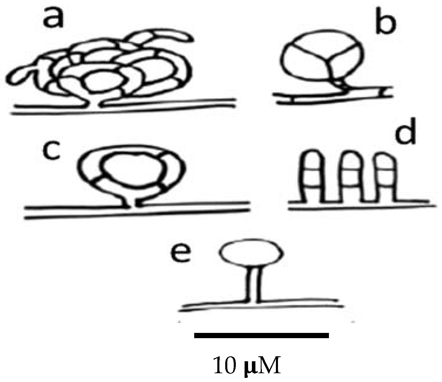 soil-inhabiting nematodes - Phylum Nematoda