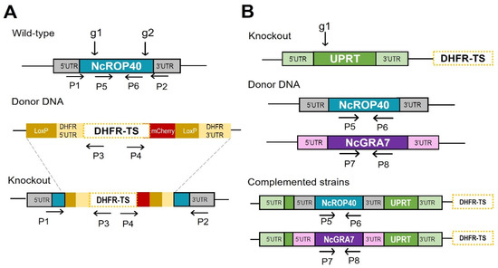 Pathogens | Free Full-Text | NcGRA7 and NcROP40 Play a Role in the ...