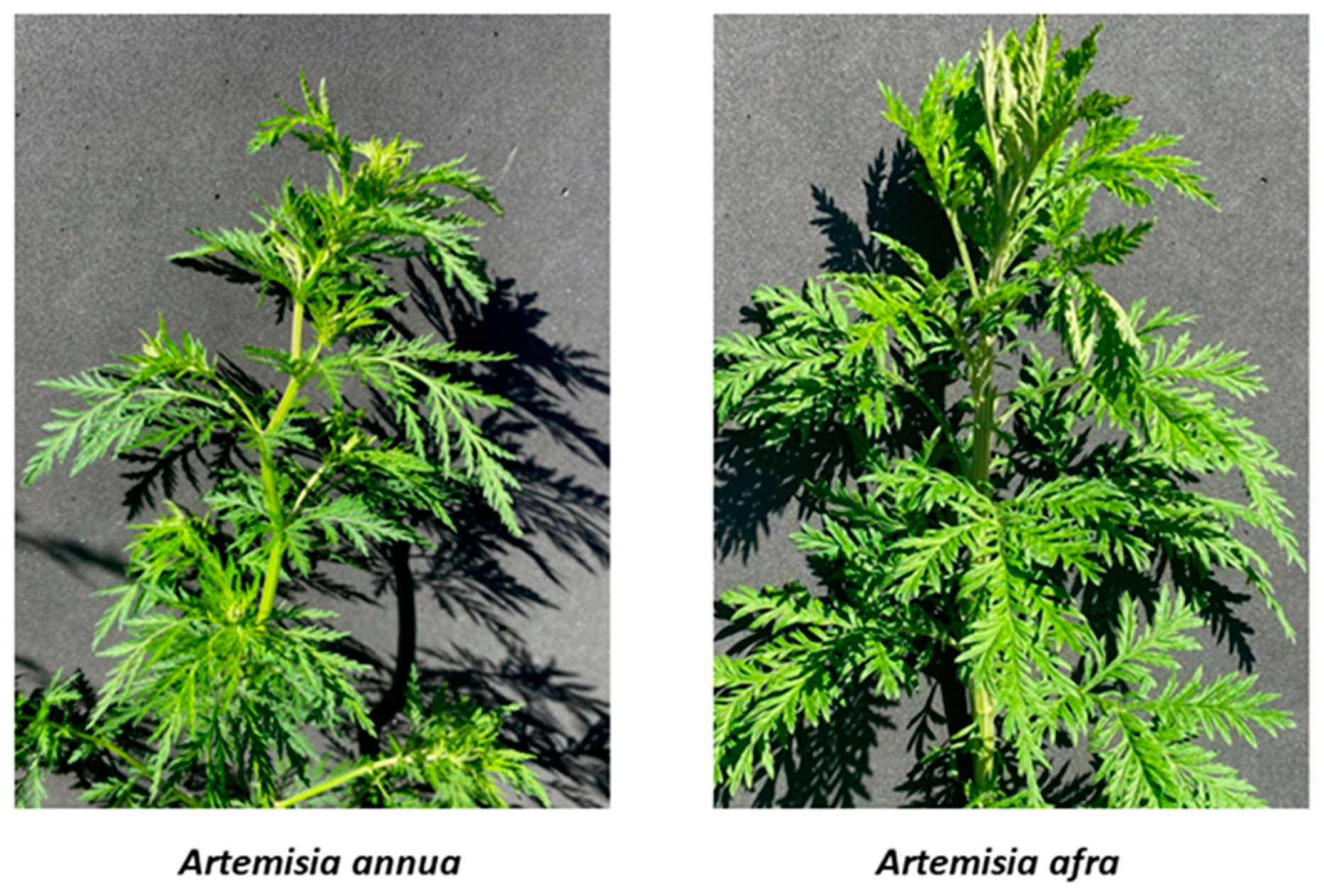 The plant Artemisia annua (adapted from Picture Encarta)