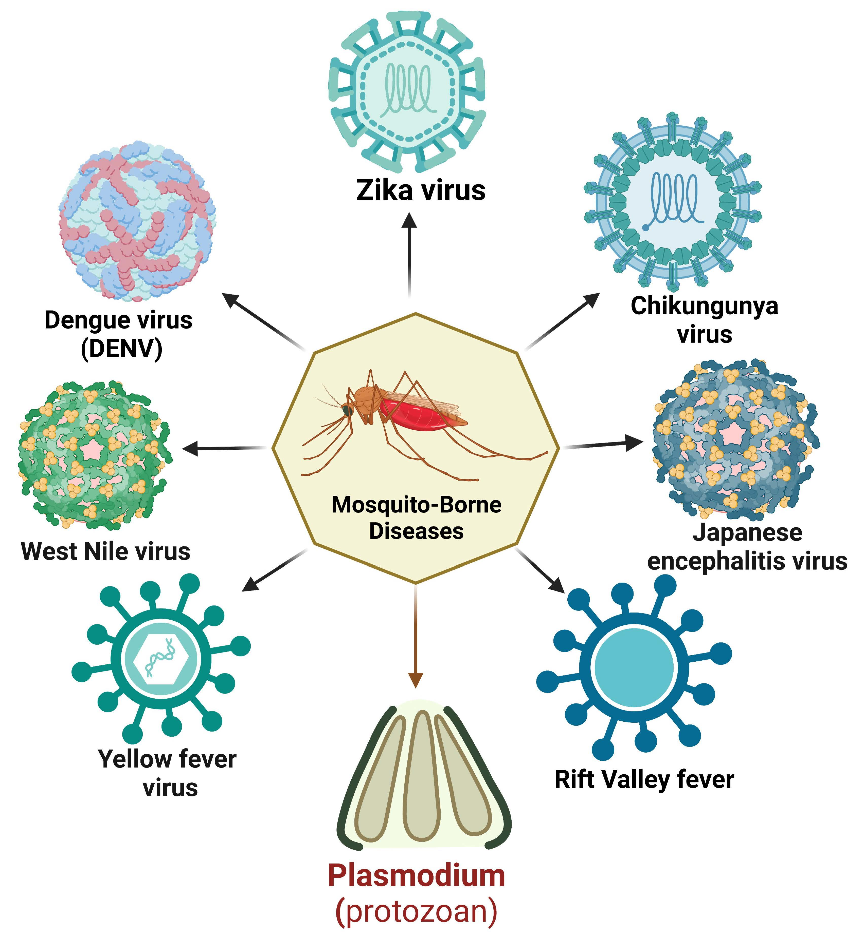 yellow fever virus labeled