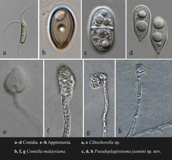 Pathogens | Free Full-Text | Appressoria-Producing Sordariomycetes 