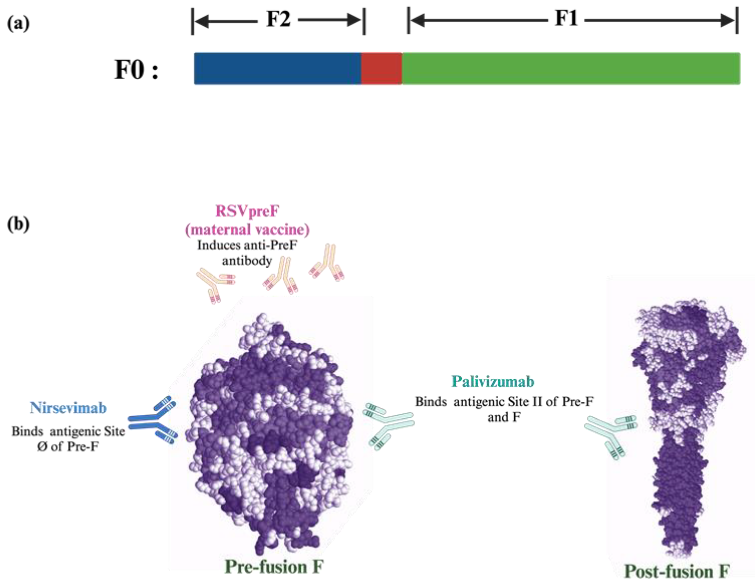 Preventing RSV Infection in Children: Current Passive Immunizations and ...