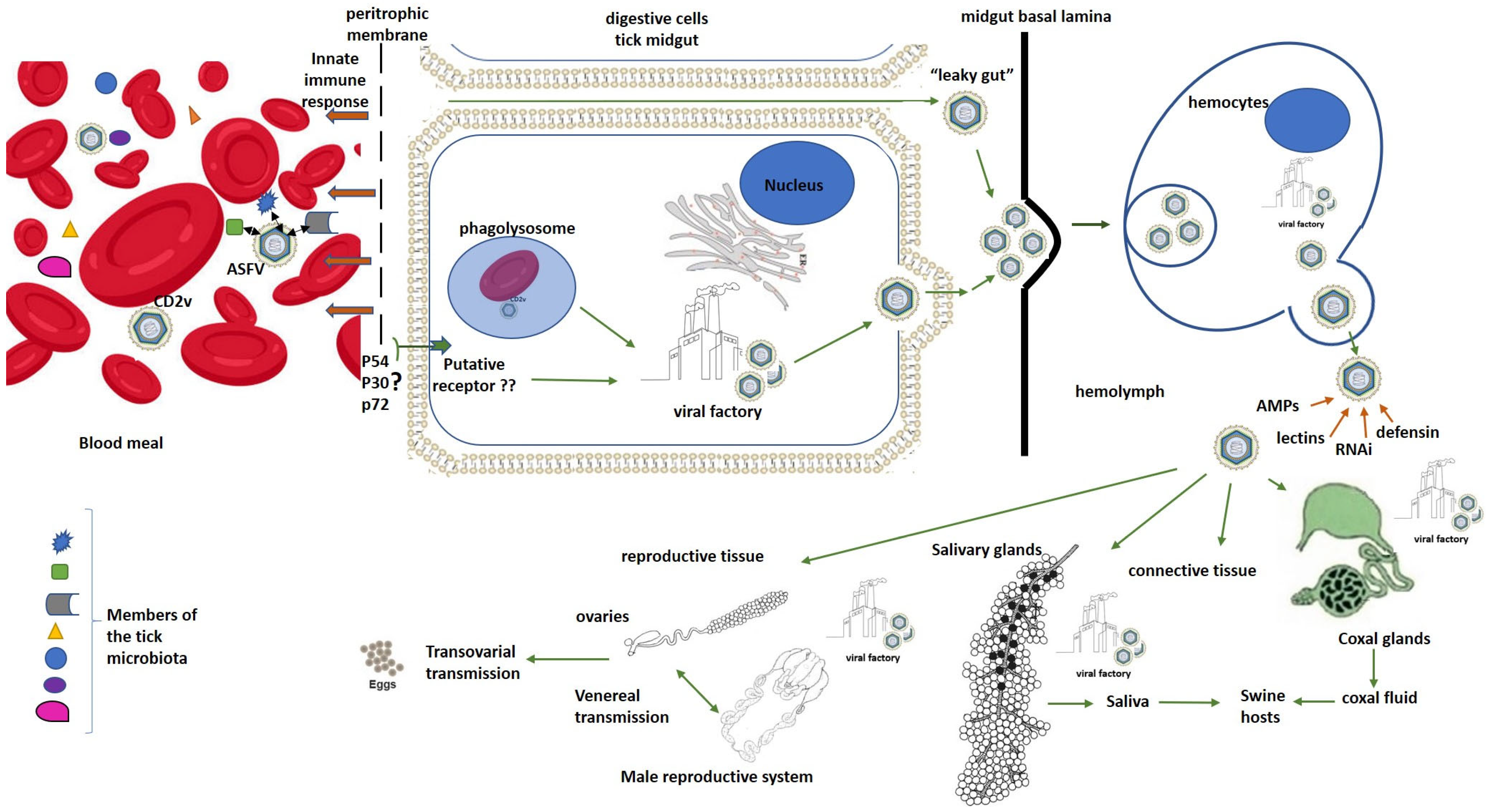Unlocking the Black Box: The Molecular Dialogue Between ASFV and Its ...