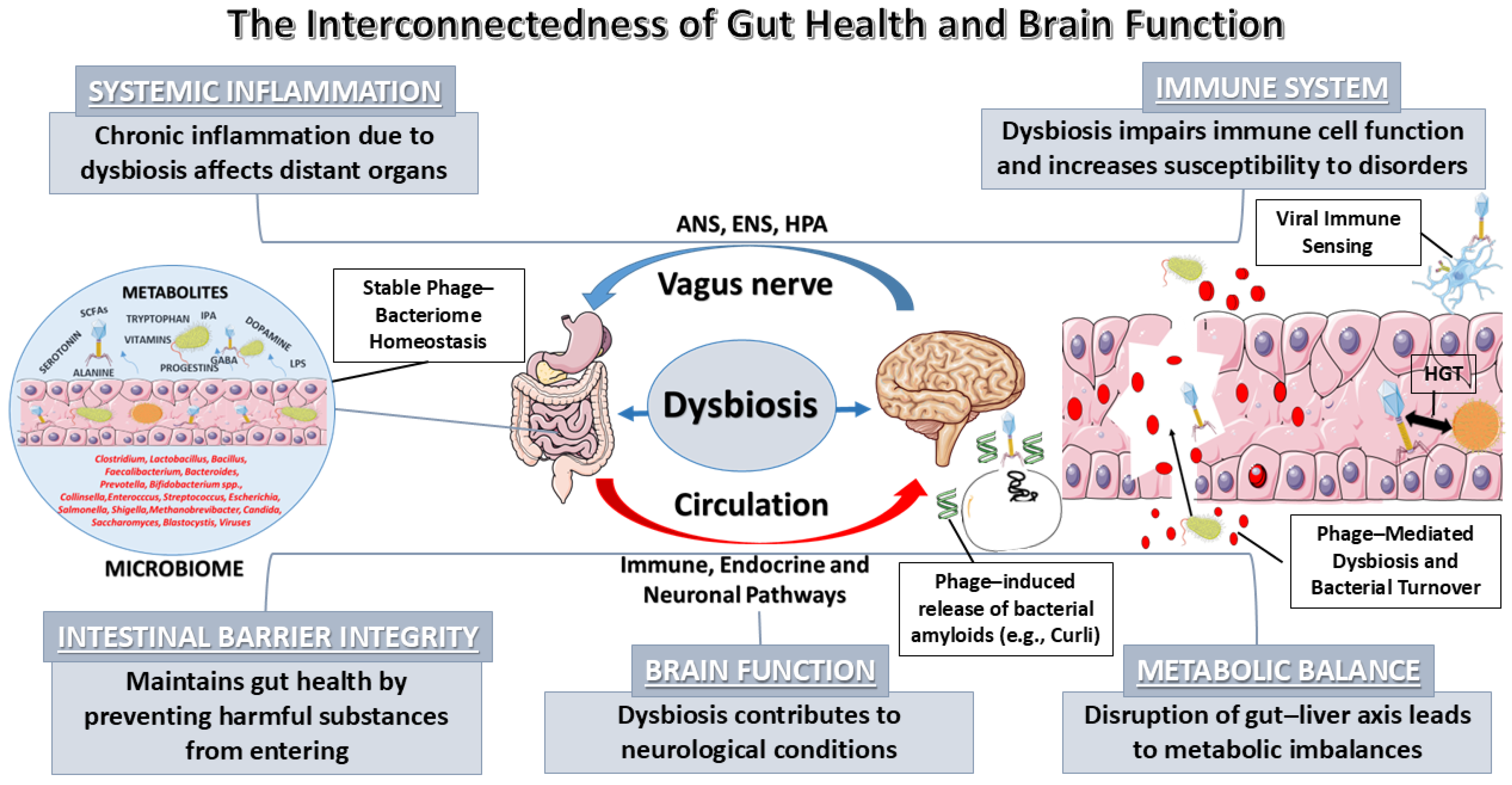 Silent Intruders: The Gut Virome in Brain Aging and Cognitive Decline