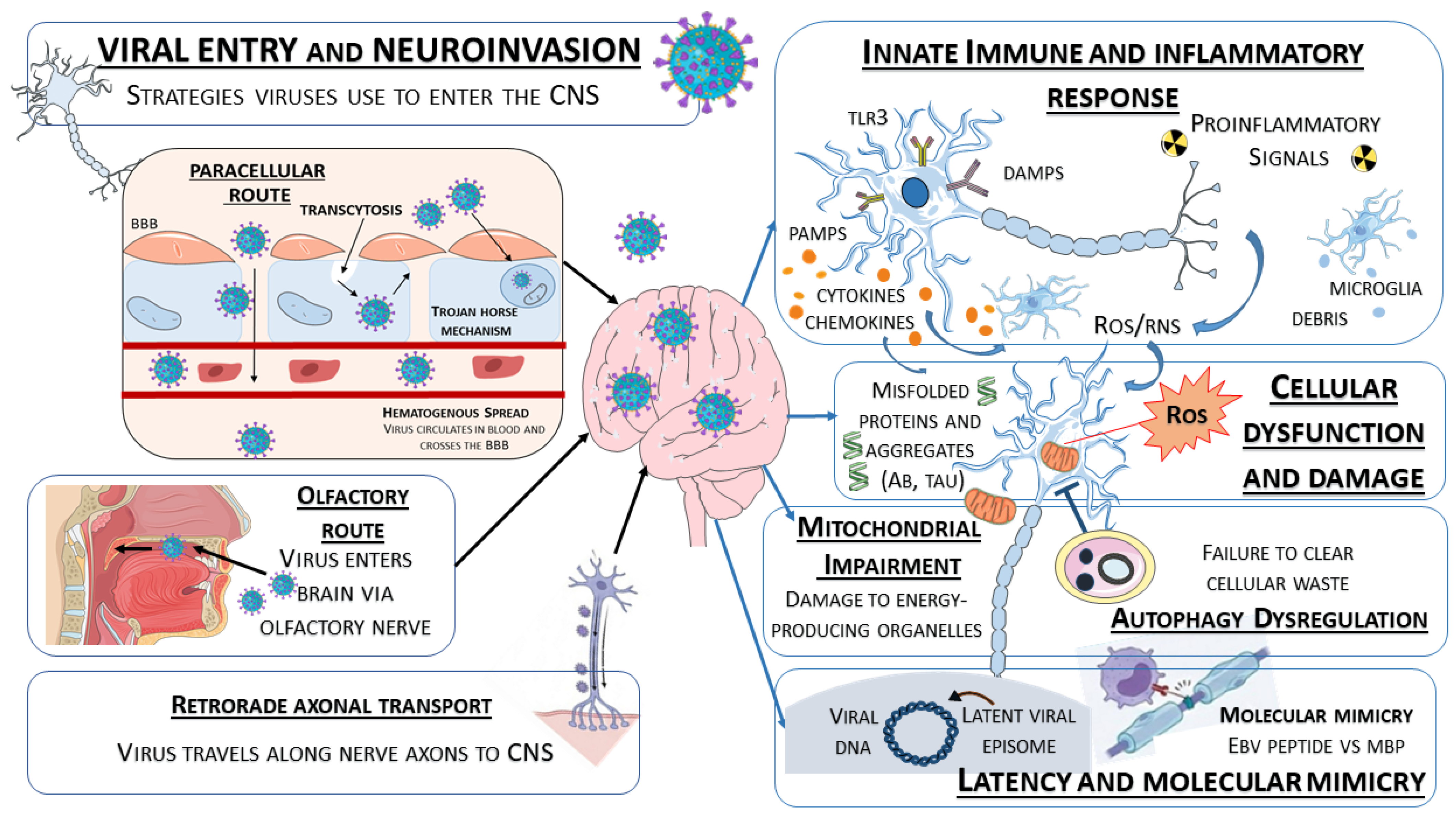 Silent Intruders: The Gut Virome in Brain Aging and Cognitive Decline