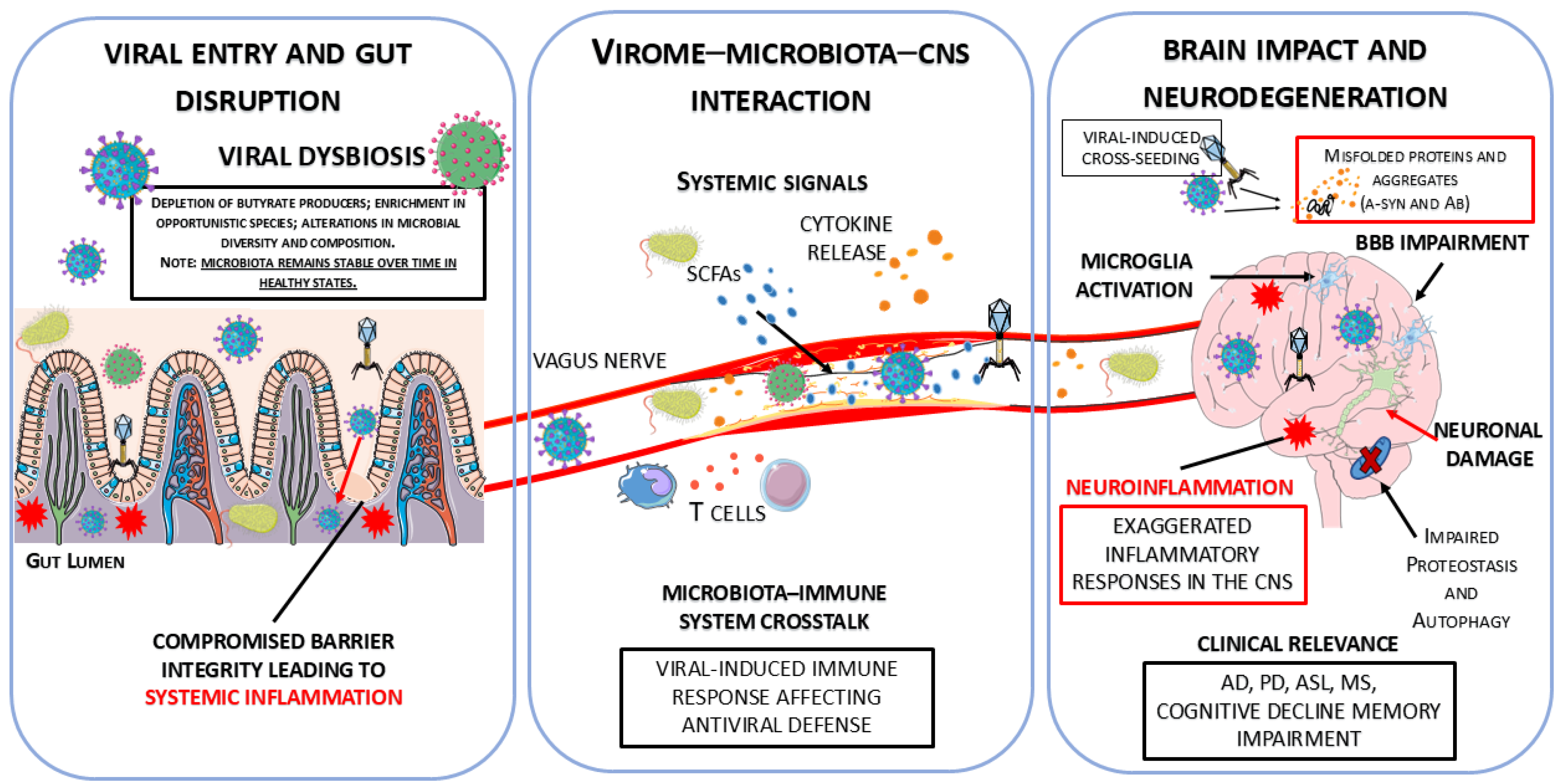 Silent Intruders: The Gut Virome in Brain Aging and Cognitive Decline