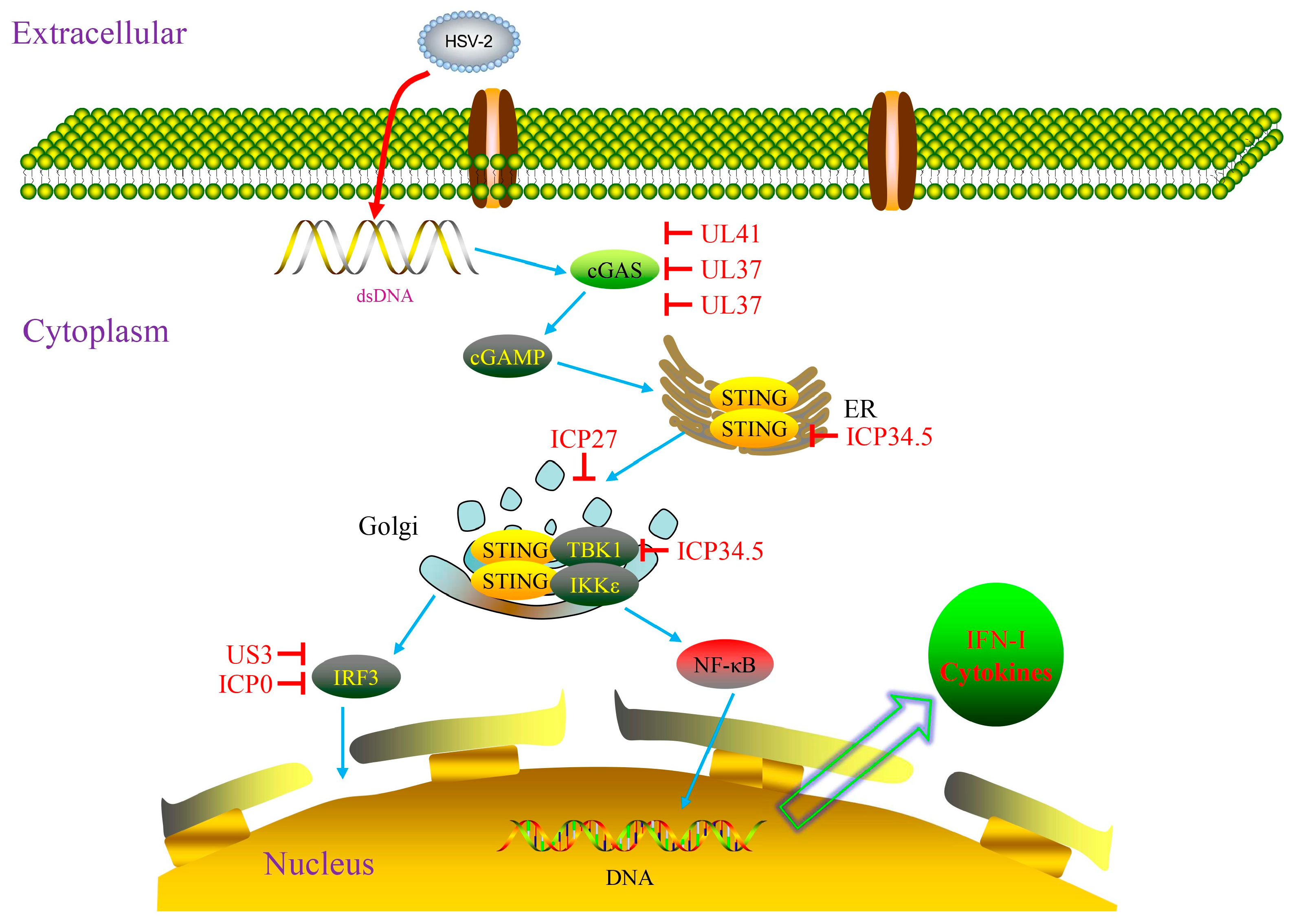 Host Immune Response Mechanisms Against Herpes Simplex Virus Type 2 ...