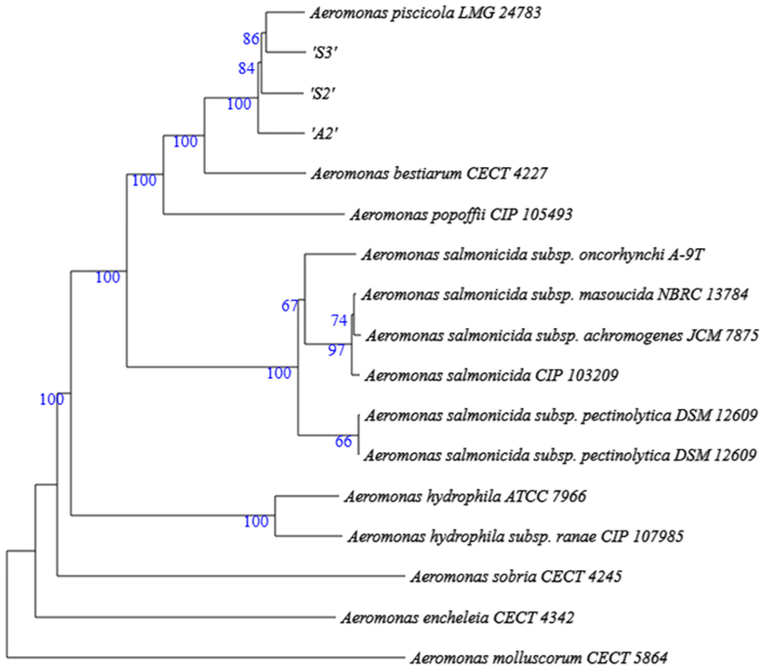 Aeromonas piscicola in Chilean Salmon Farming: Genomic Insights ...