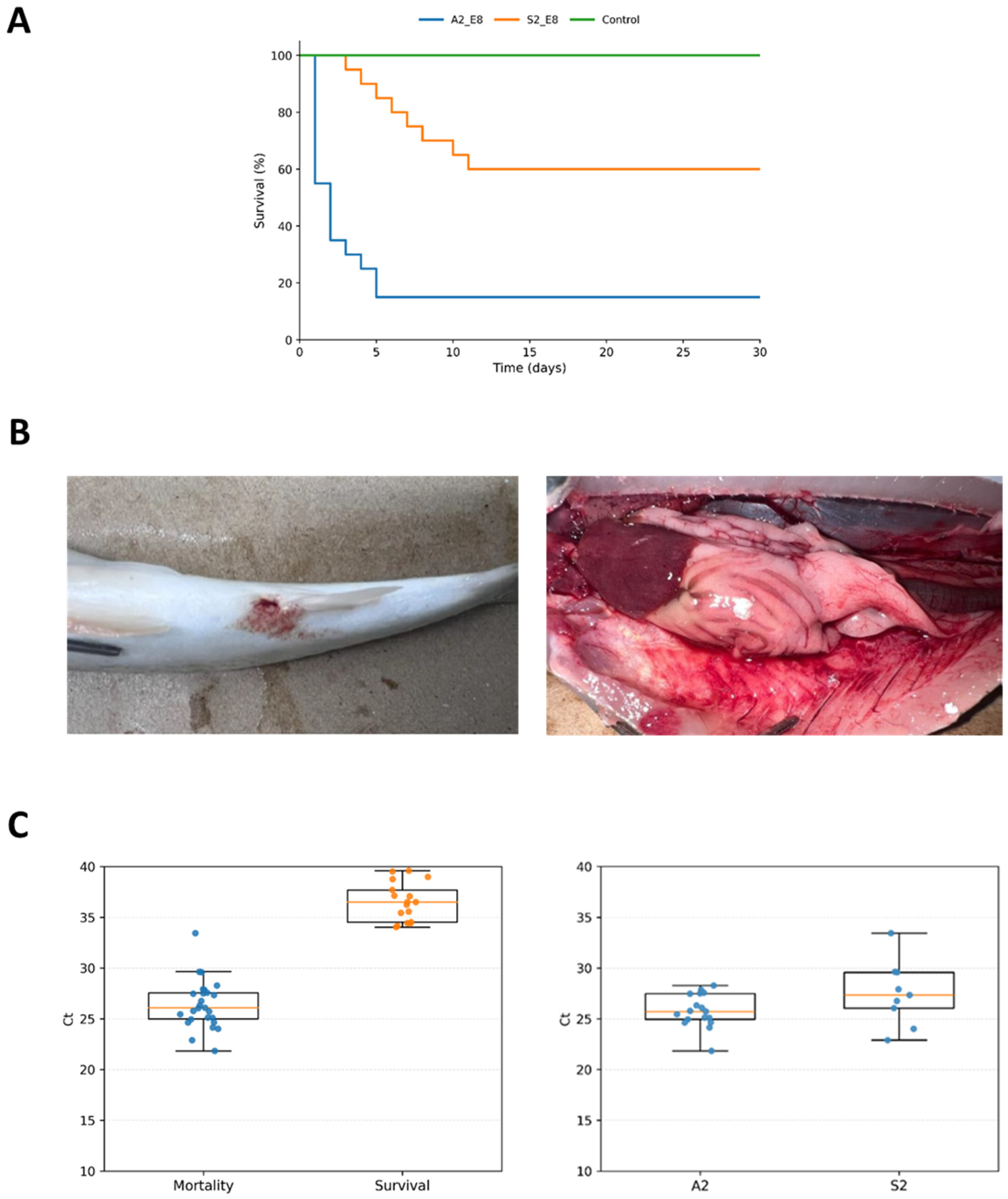 Aeromonas piscicola in Chilean Salmon Farming: Genomic Insights ...
