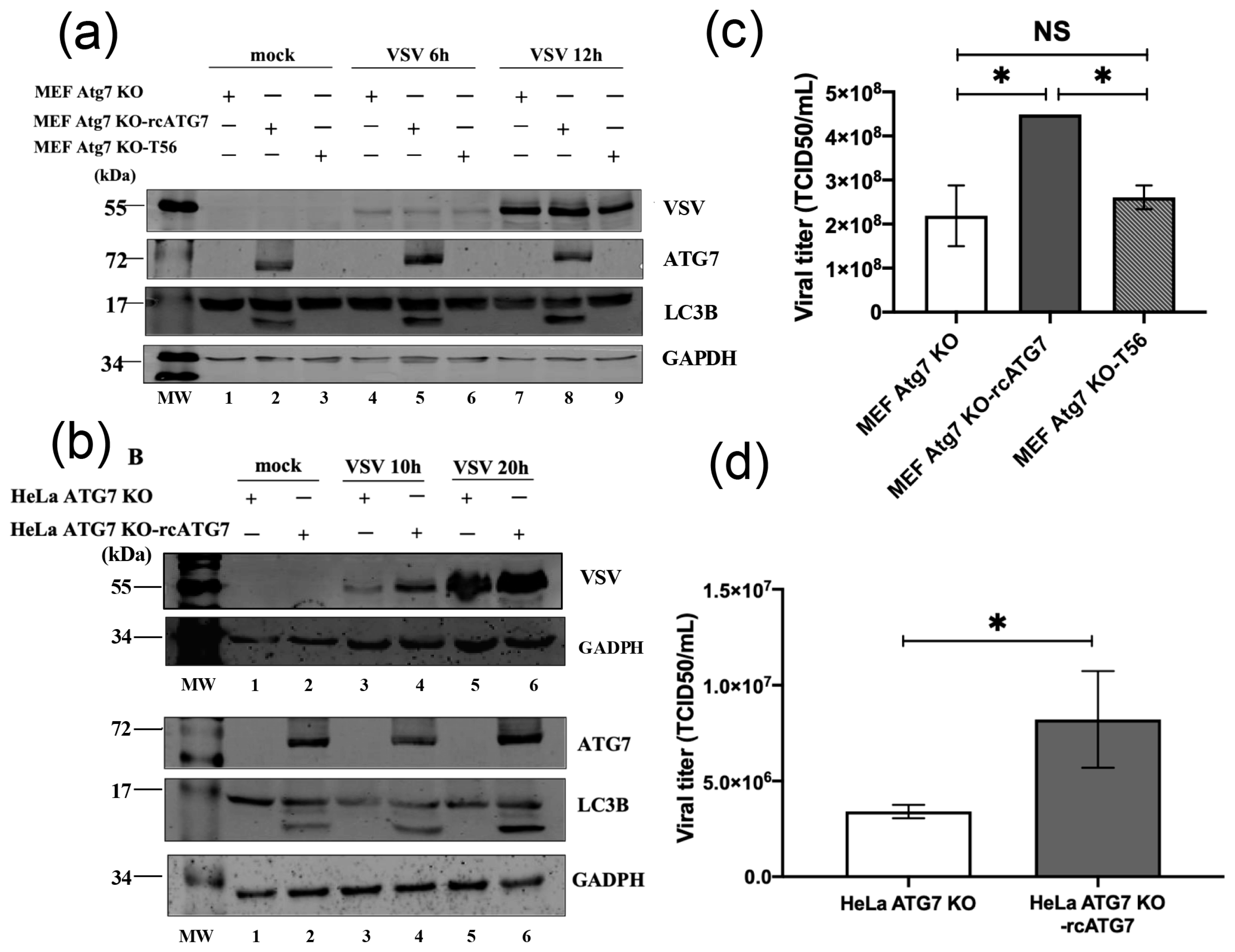 ATG7 Limits Basal Antiviral Gene Expression and Moderately Promotes VSV ...