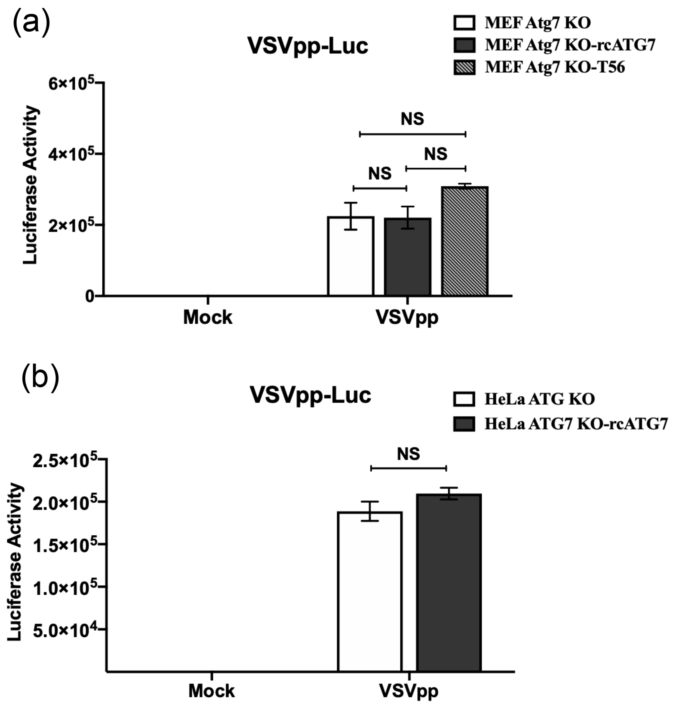 ATG7 Limits Basal Antiviral Gene Expression and Moderately Promotes VSV ...