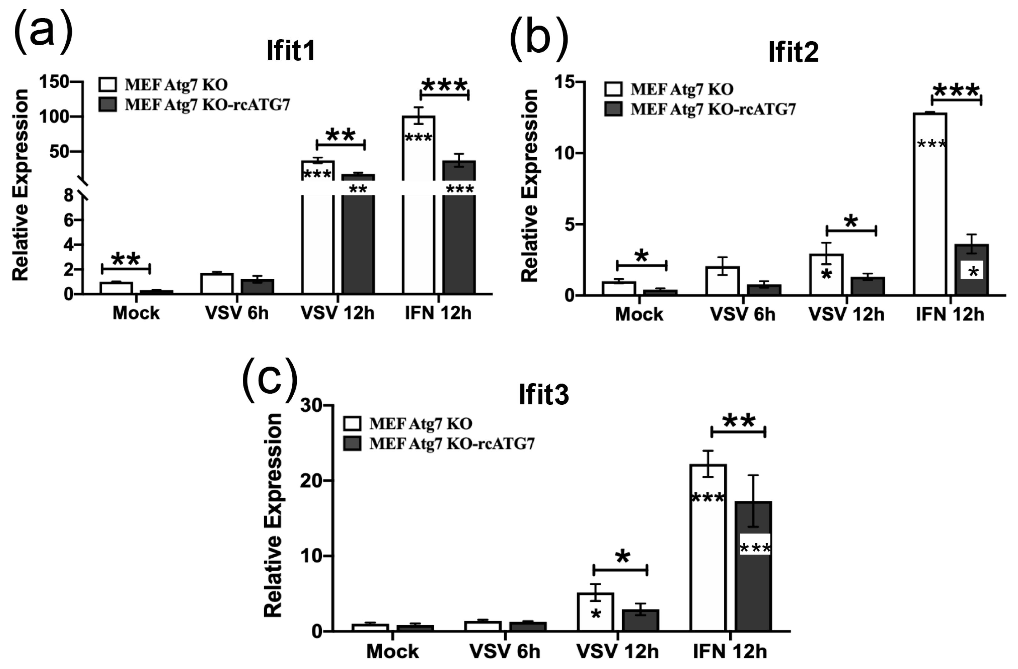 ATG7 Limits Basal Antiviral Gene Expression and Moderately Promotes VSV ...
