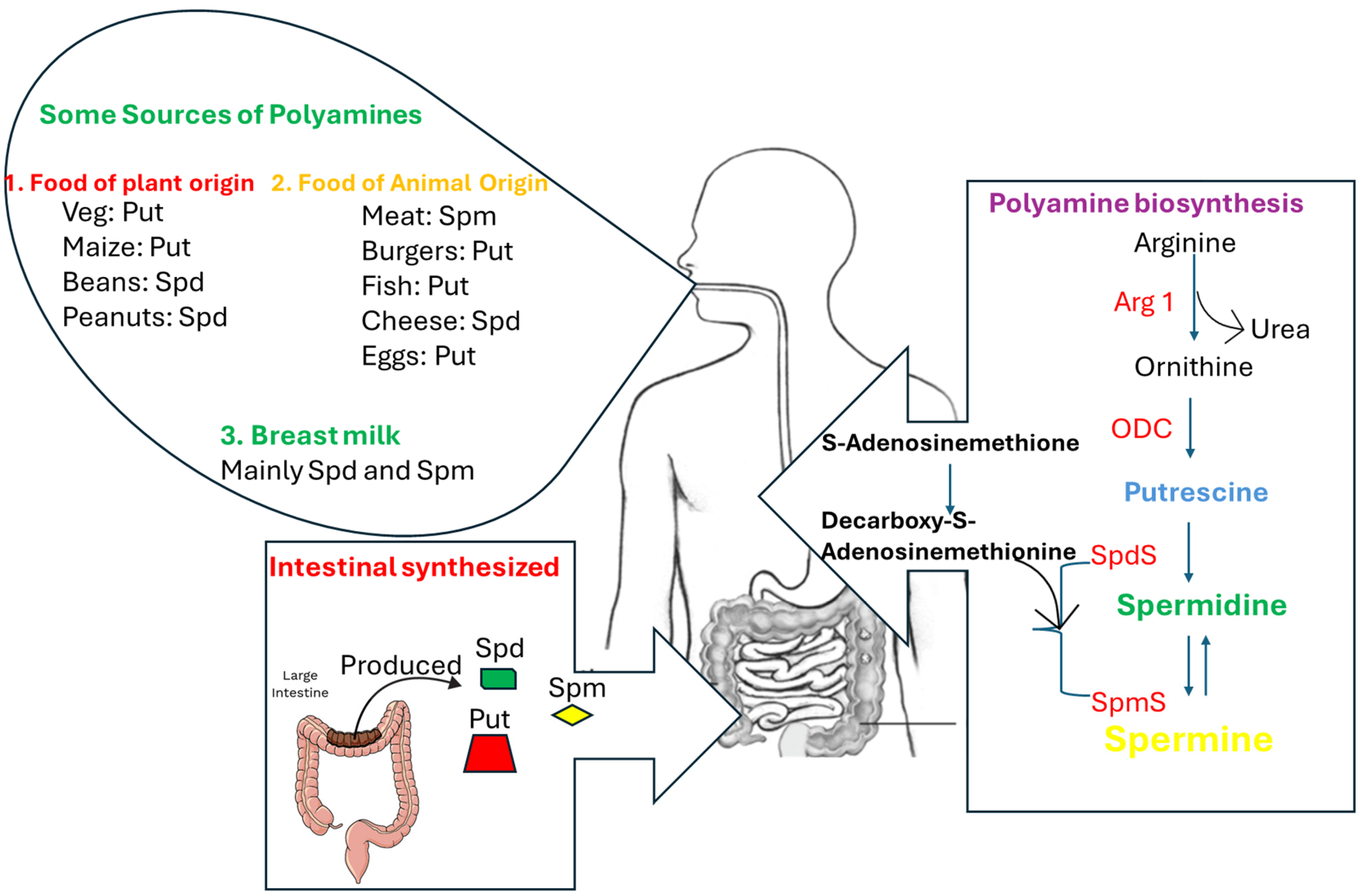 Polyamines And Transcriptoin Dual Functions of Polyamines in Shaping Host-Specific Pathogen Dynamics