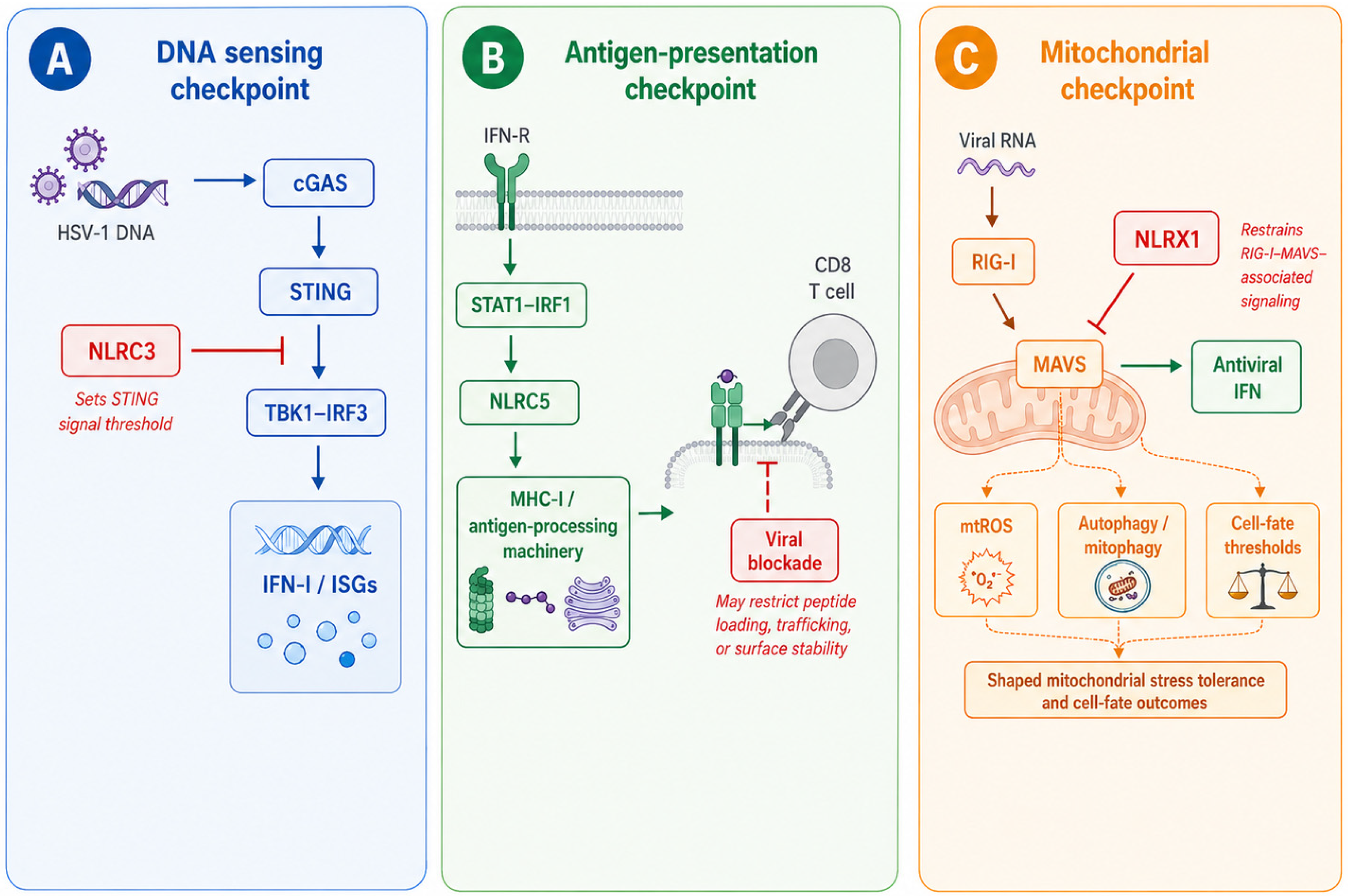 Regulatory NLRs in HSV-1 Infection: Direct Evidence, Comparative ...