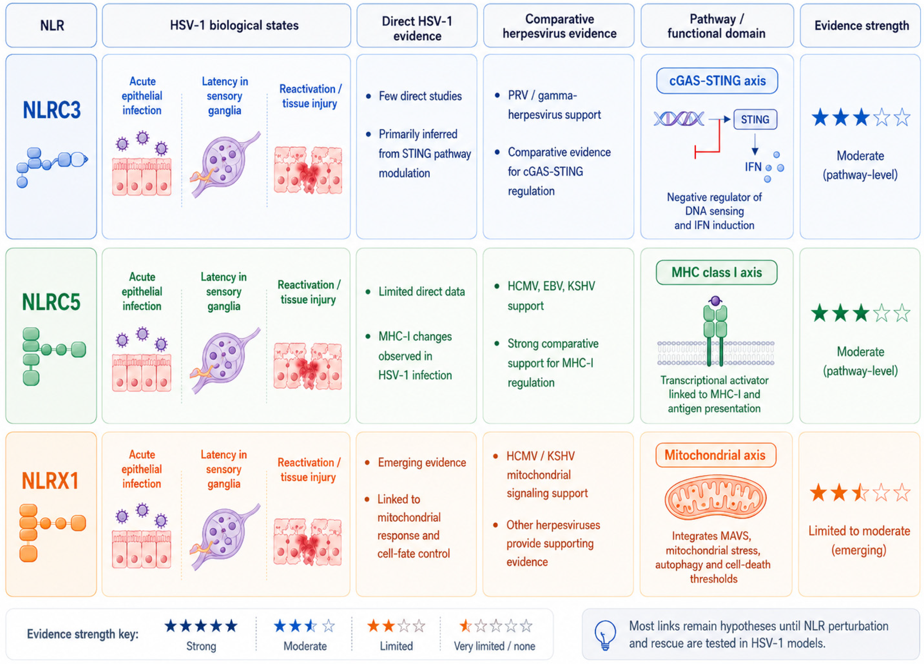 Regulatory NLRs in HSV-1 Infection: Direct Evidence, Comparative ...